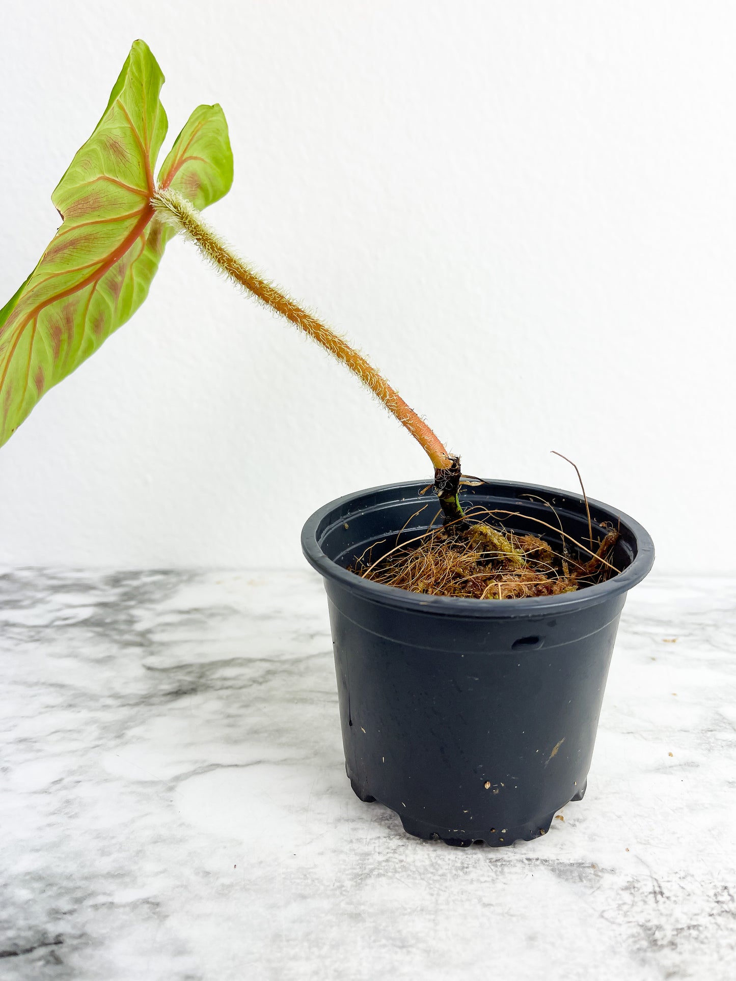 Philodendron verrucosum tambillo rooted 1 leaf and 1 sprout (Big leaf ~6")