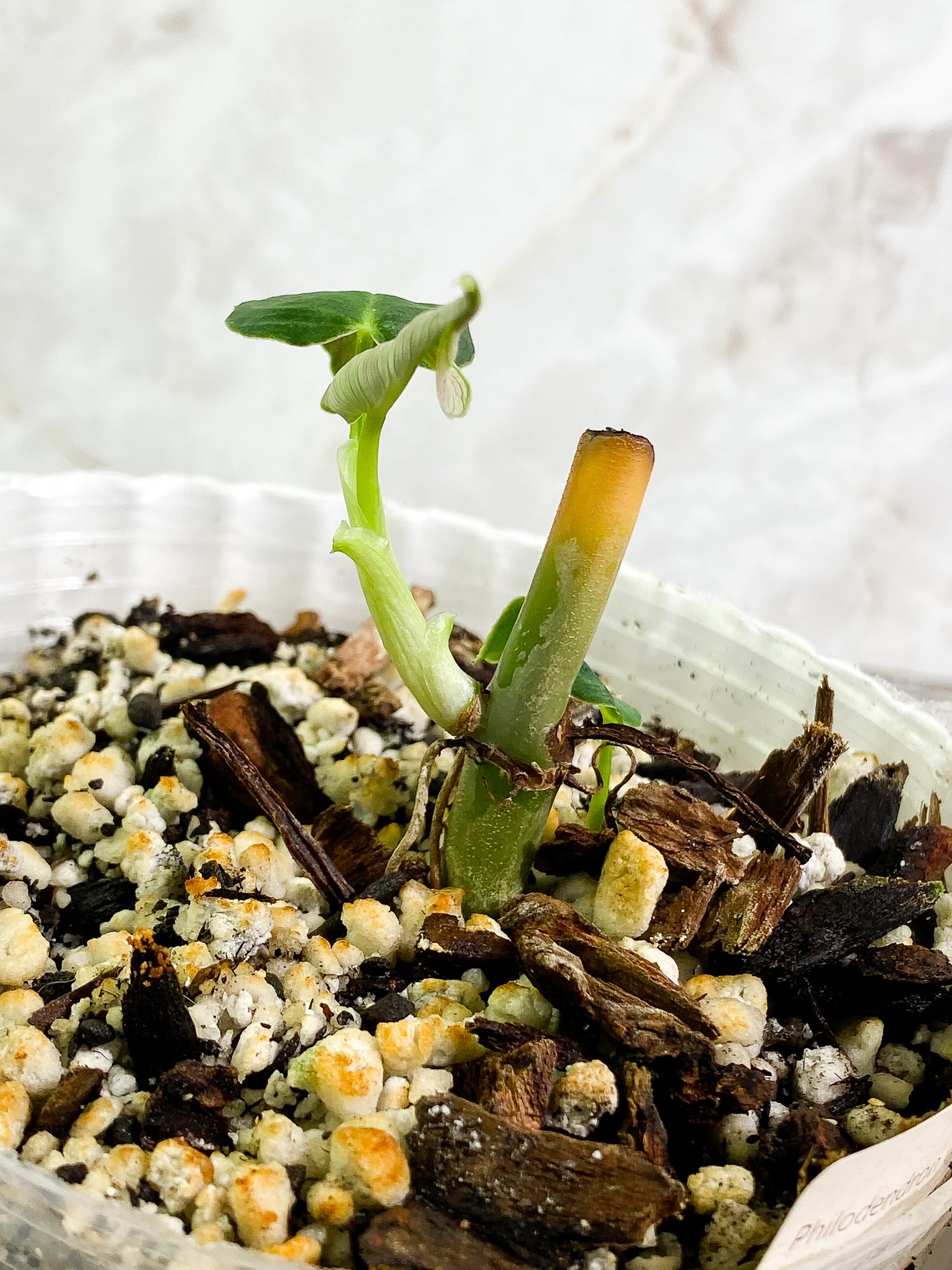 Philodendron Verrucosum Cobra, 3 leaves, slightly rooted node