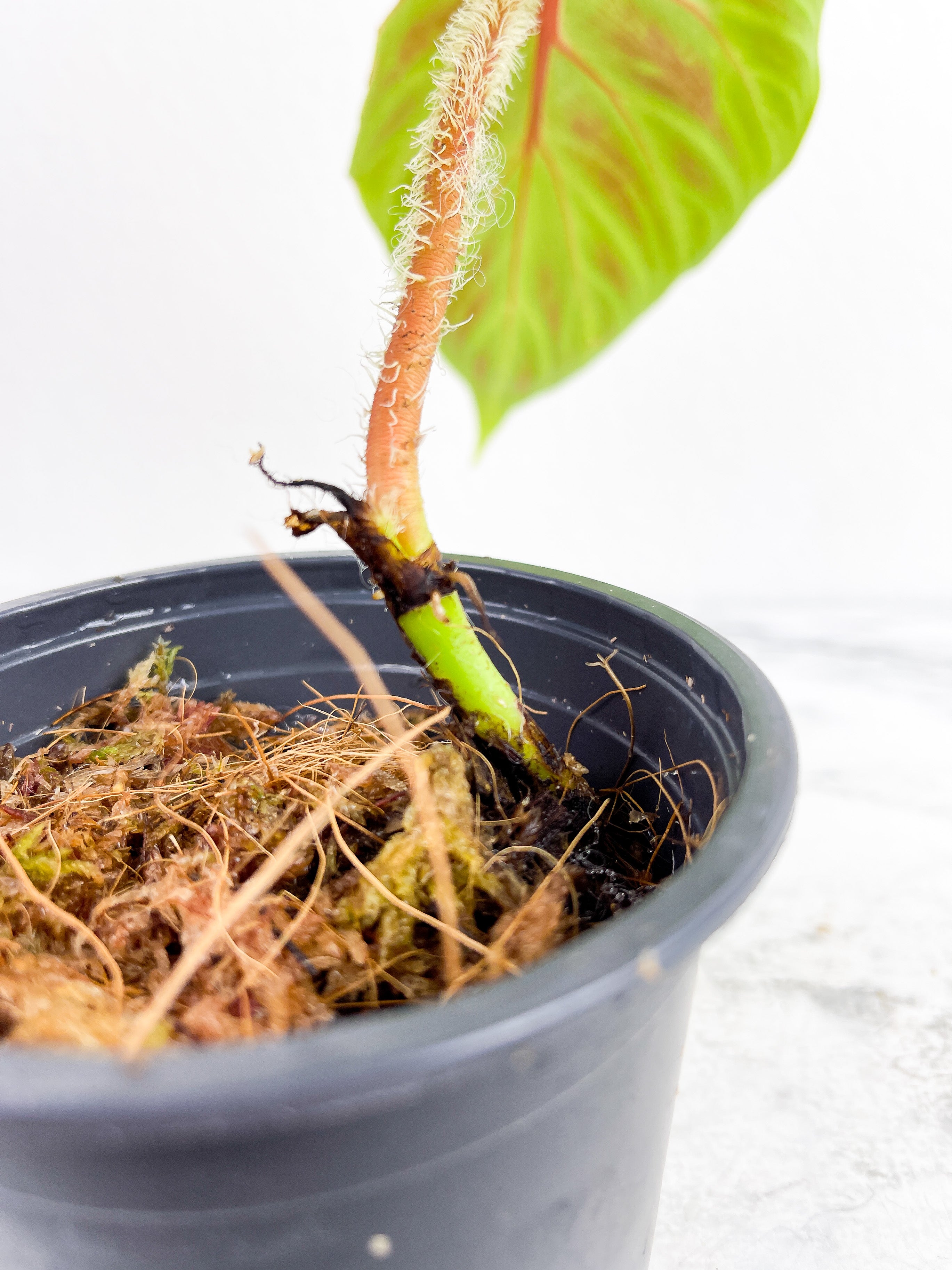 Philodendron verrucosum tambillo rooted 1 leaf and 1 sprout (Big leaf ~6")