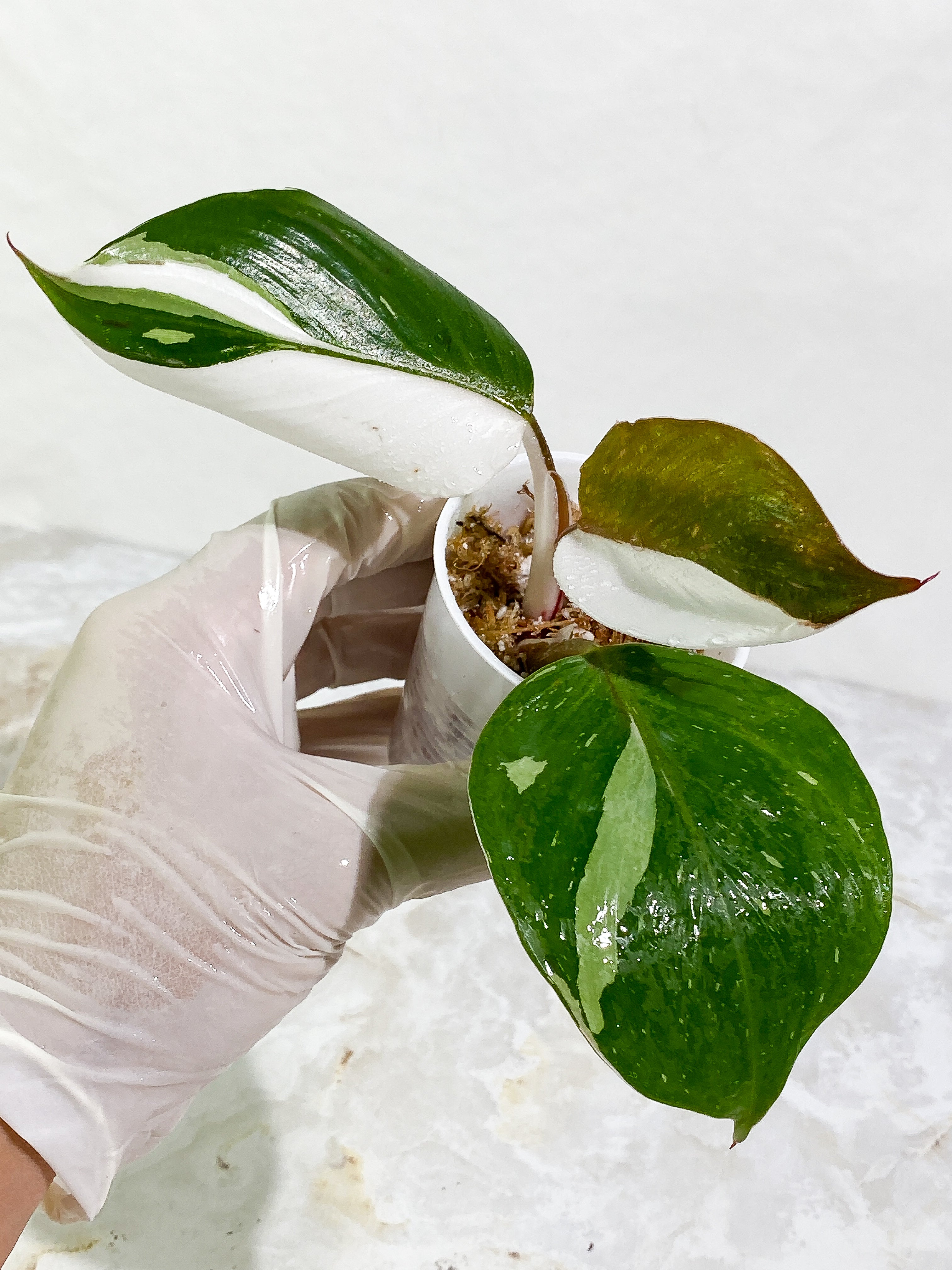 Philodendron White Knight tricolor Rooting Top Cutting 3 leaves (2 half moon)