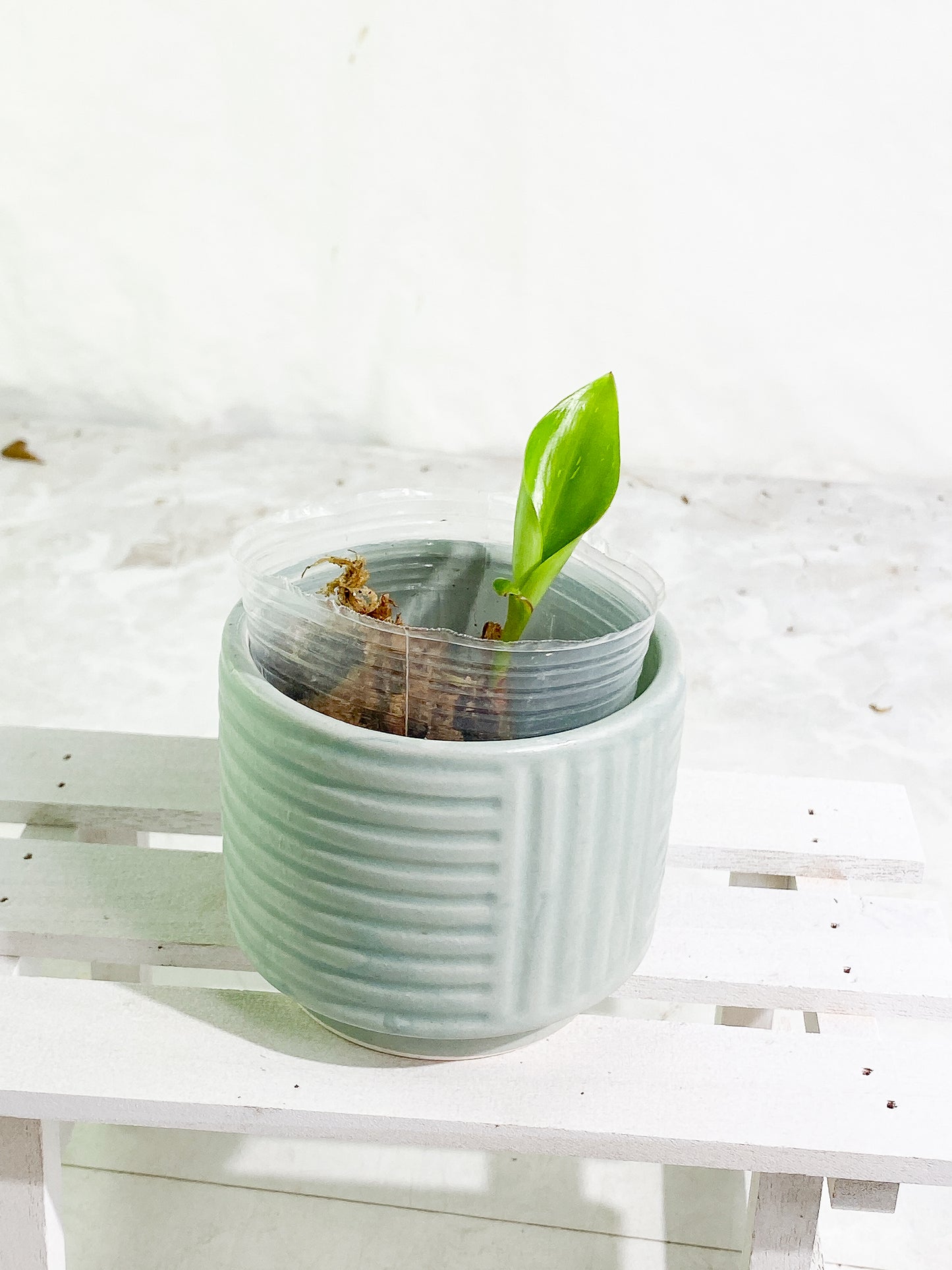 Philodendron white princess slightly rooted 1 leaf