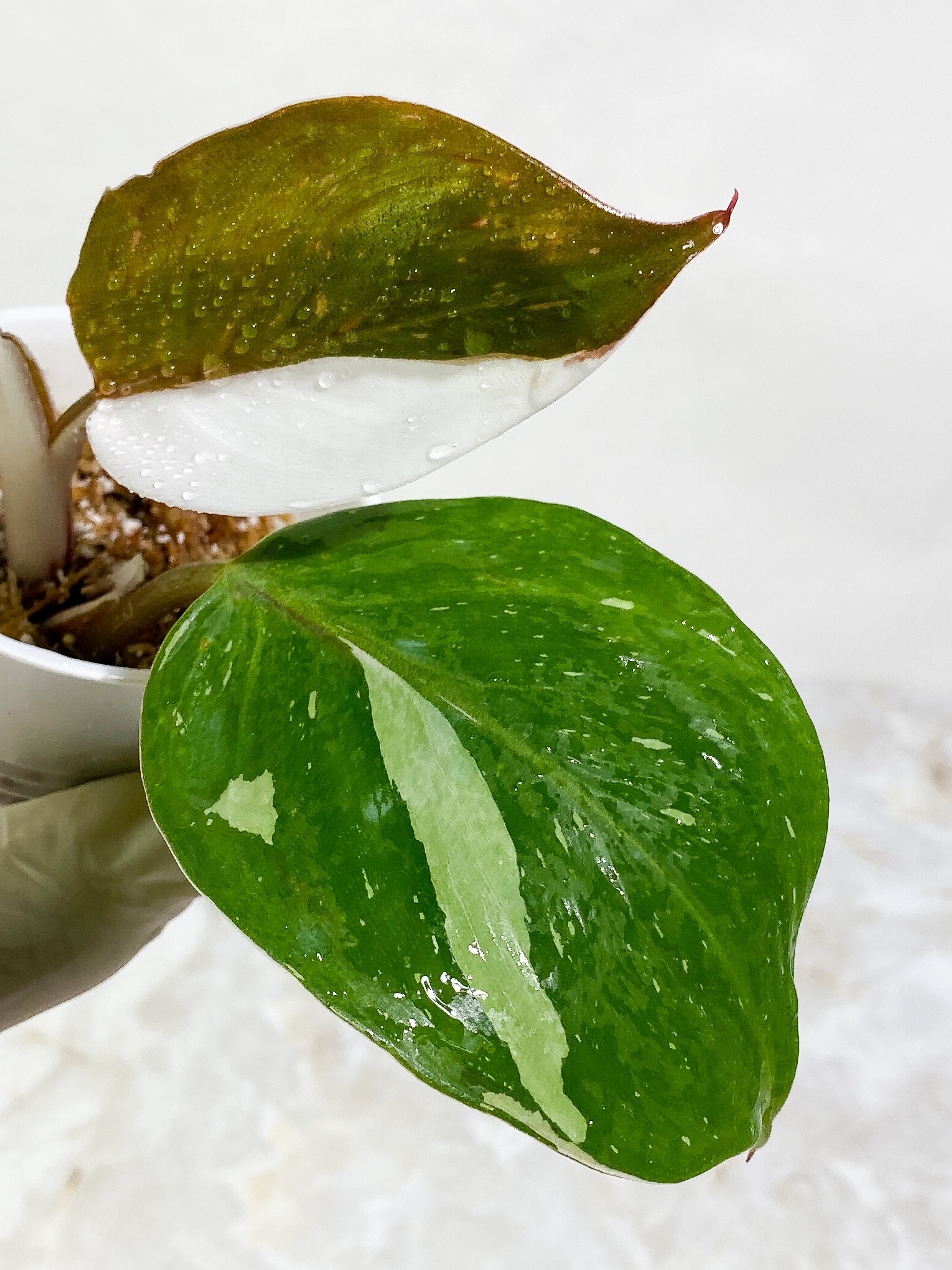 Philodendron White Knight tricolor Rooting Top Cutting 3 leaves (2 half moon)