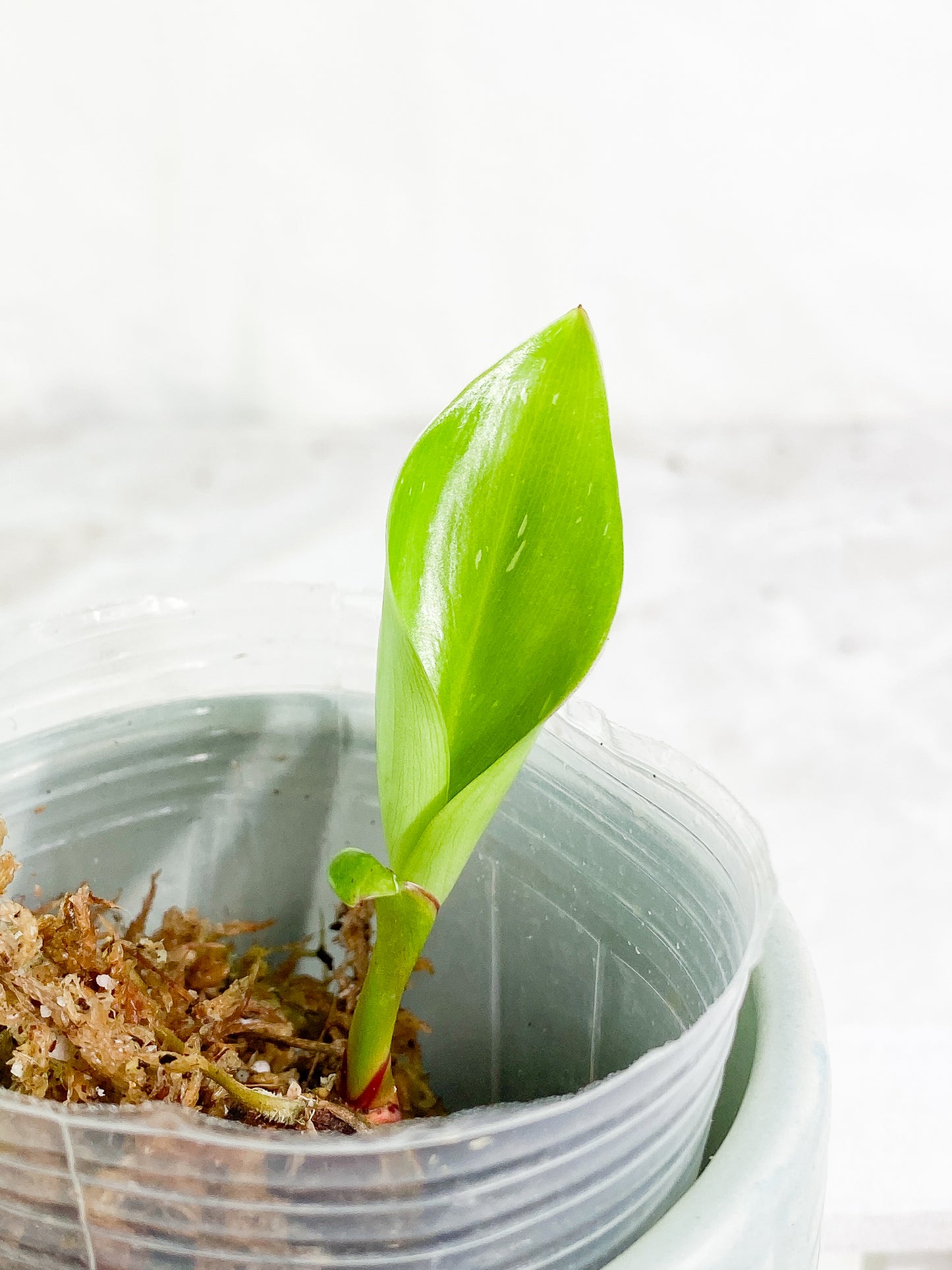 Philodendron white princess slightly rooted 1 leaf