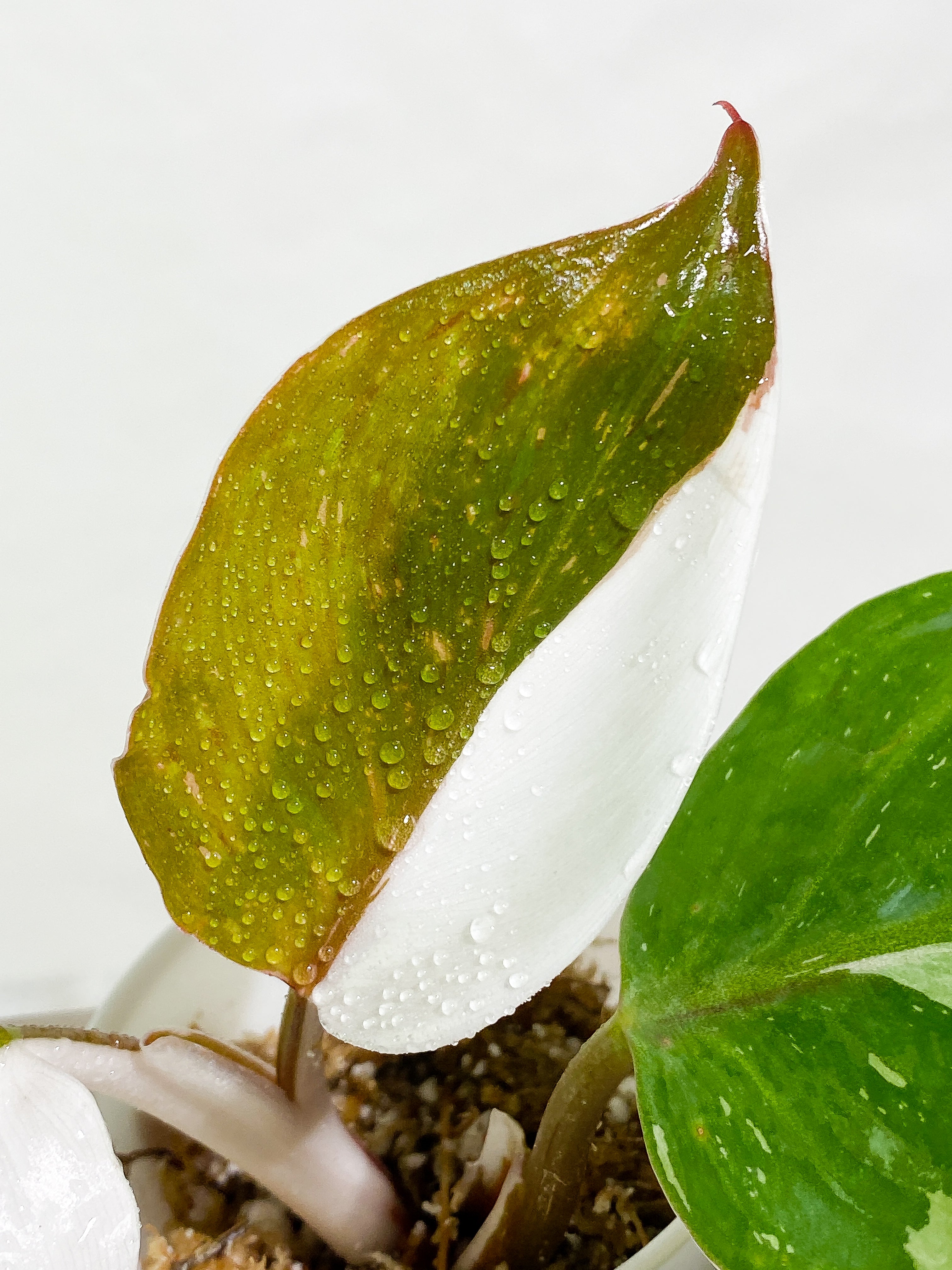 Philodendron White Knight tricolor Rooting Top Cutting 3 leaves (2 half moon)