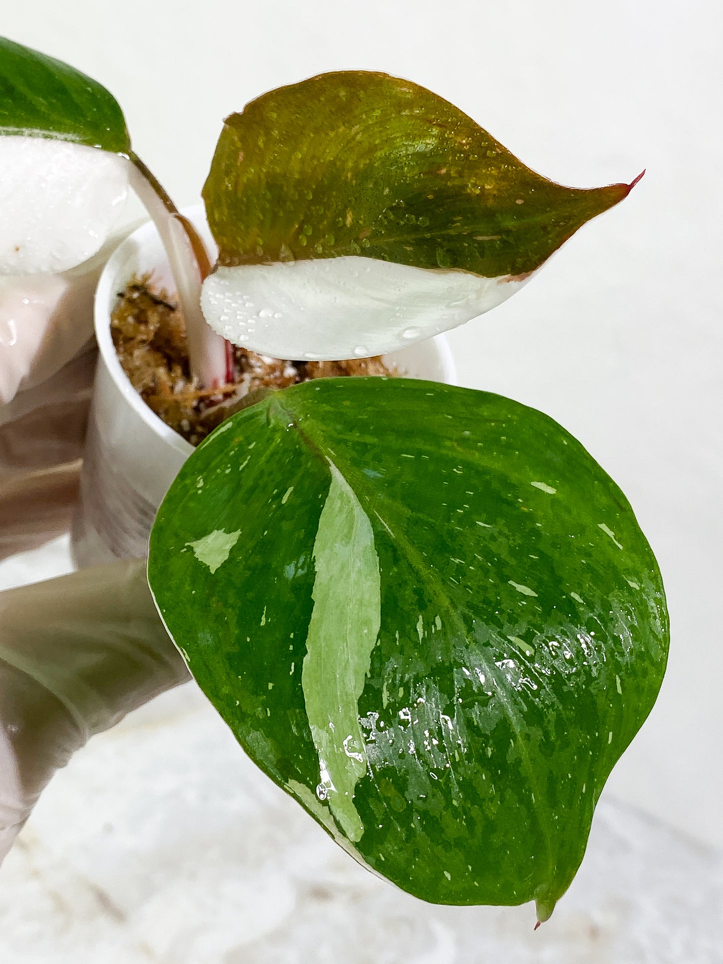 Philodendron White Knight tricolor Rooting Top Cutting 3 leaves (2 half moon)