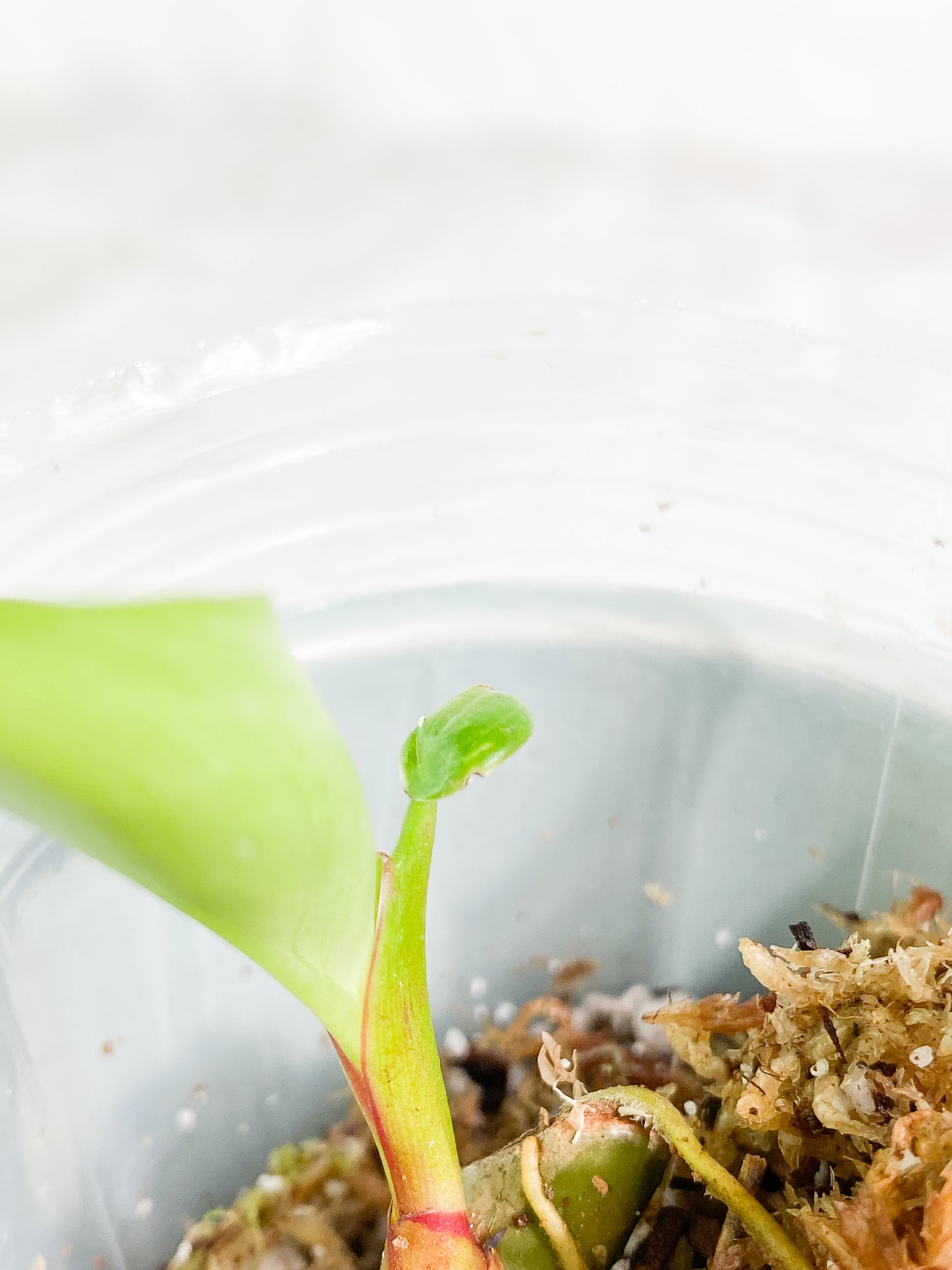 Philodendron white princess slightly rooted 1 leaf