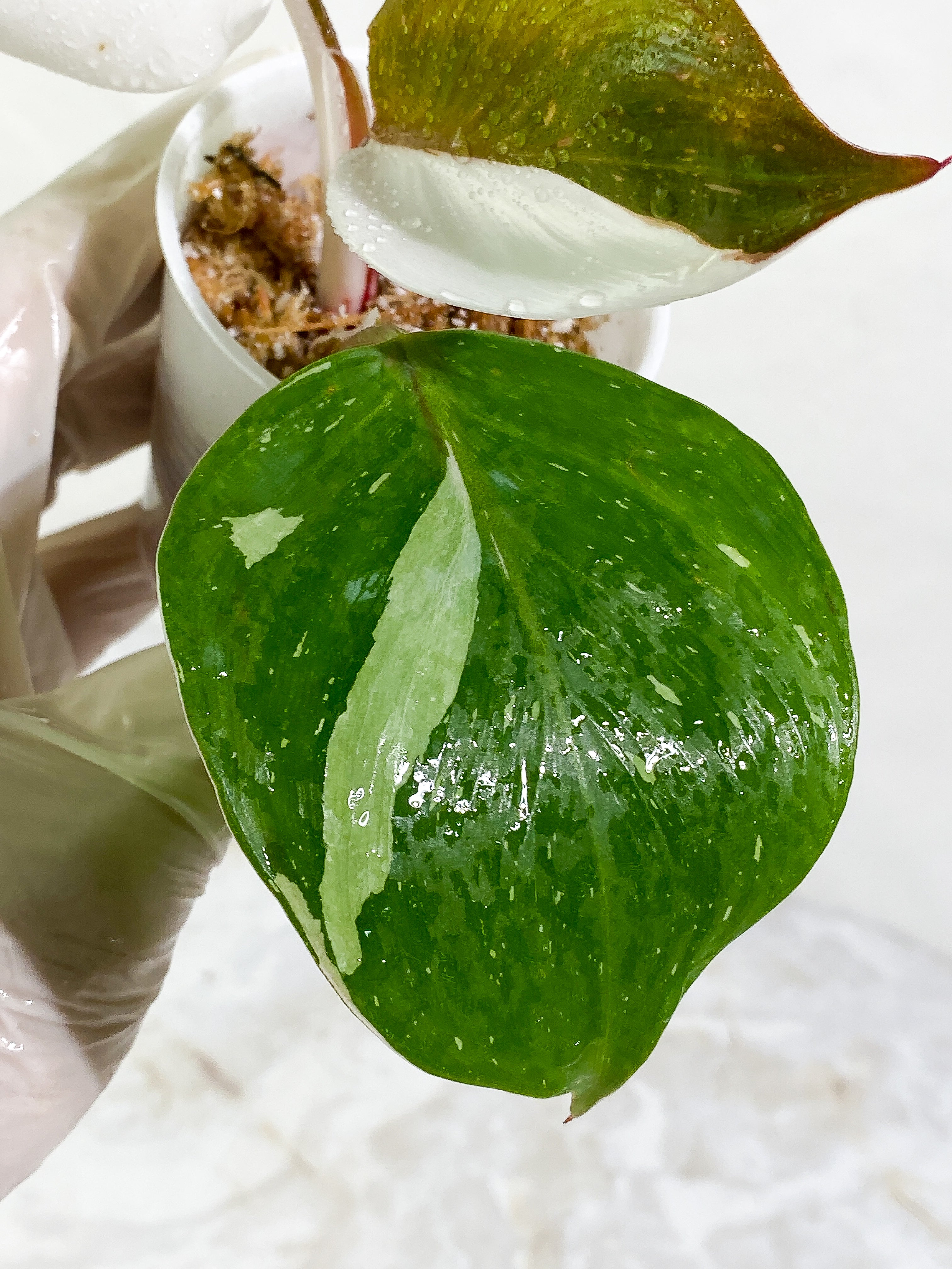 Philodendron White Knight tricolor Rooting Top Cutting 3 leaves (2 half moon)