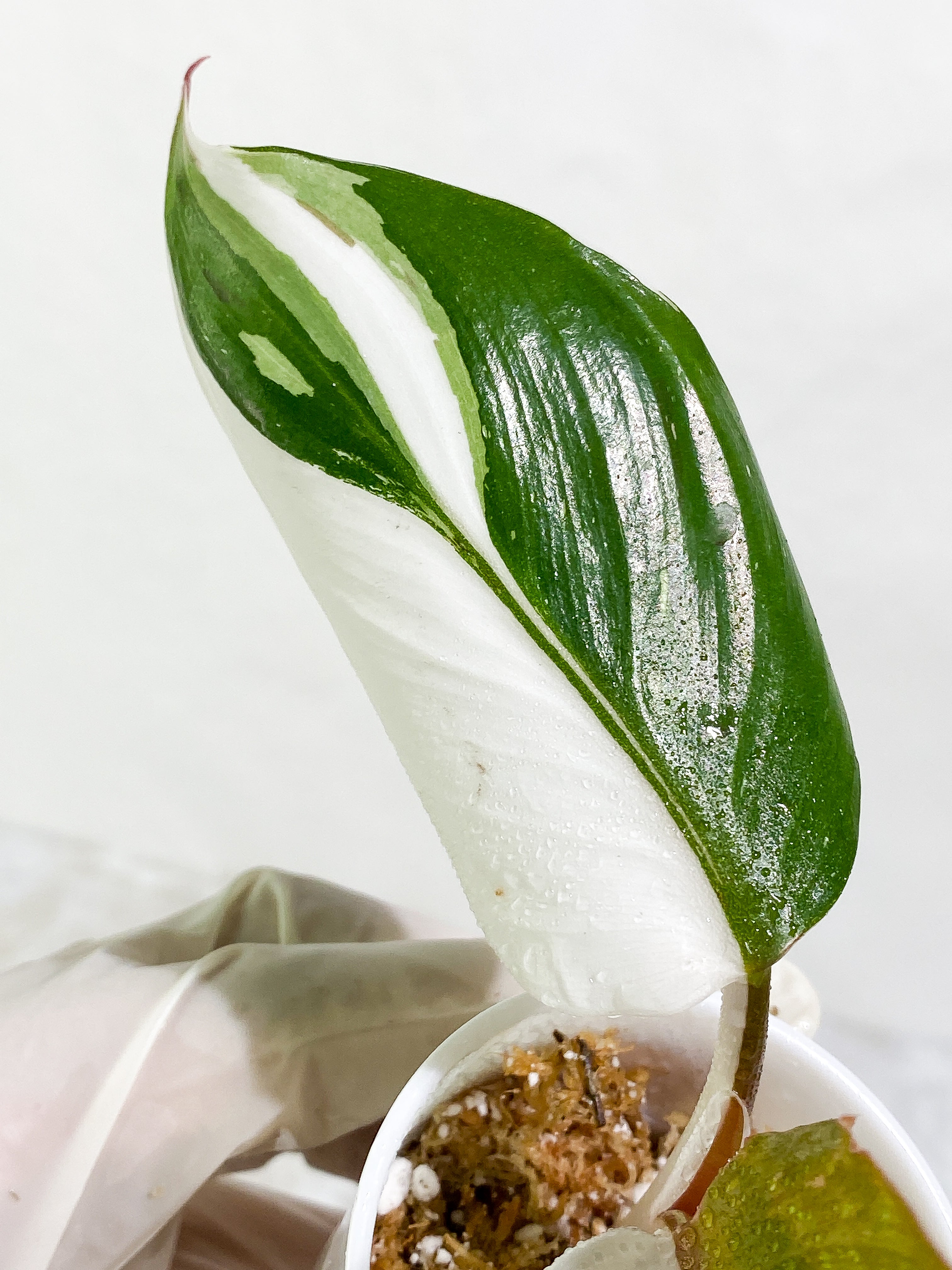 Philodendron White Knight tricolor Rooting Top Cutting 3 leaves (2 half moon)