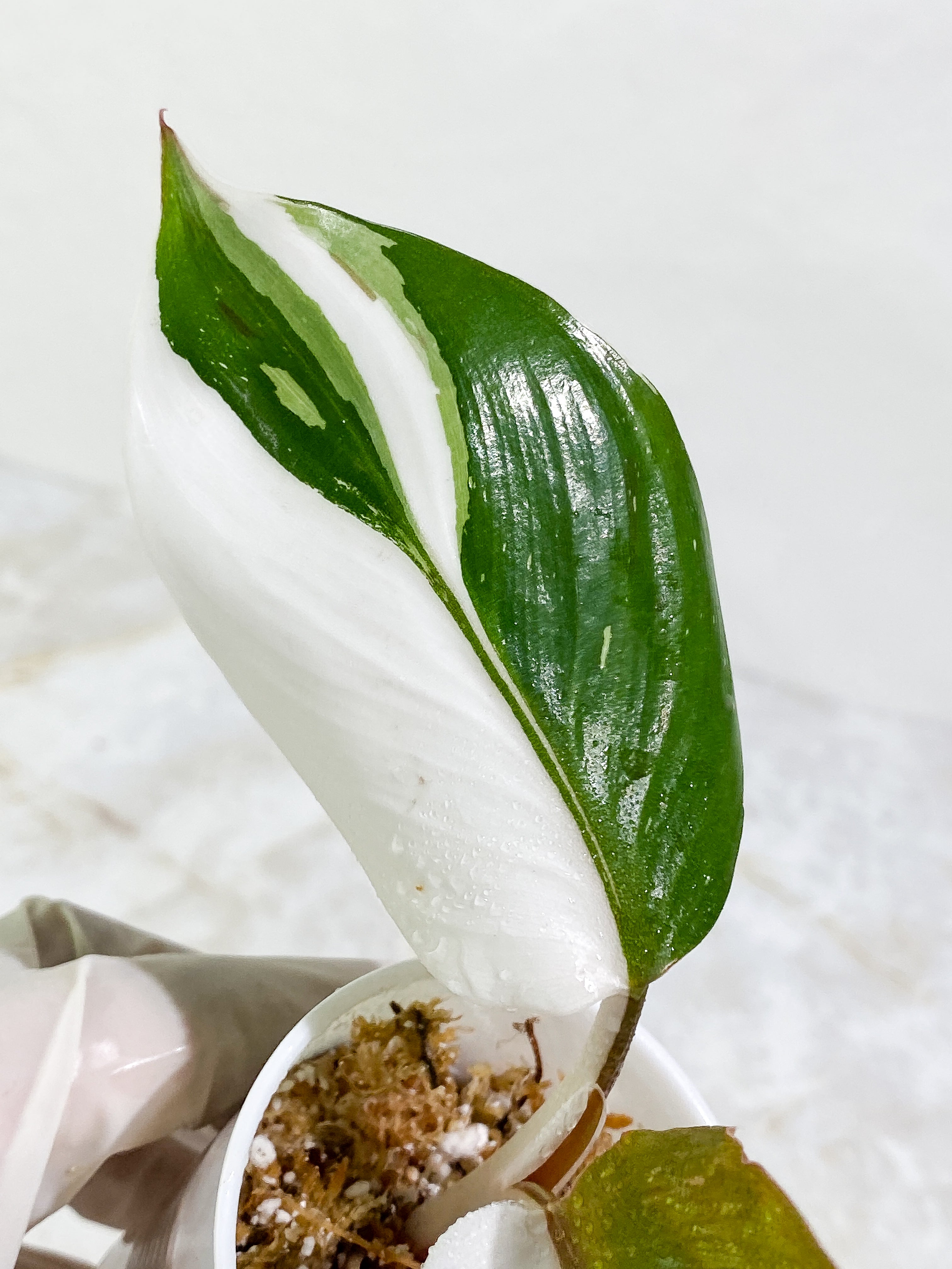 Philodendron White Knight tricolor Rooting Top Cutting 3 leaves (2 half moon)