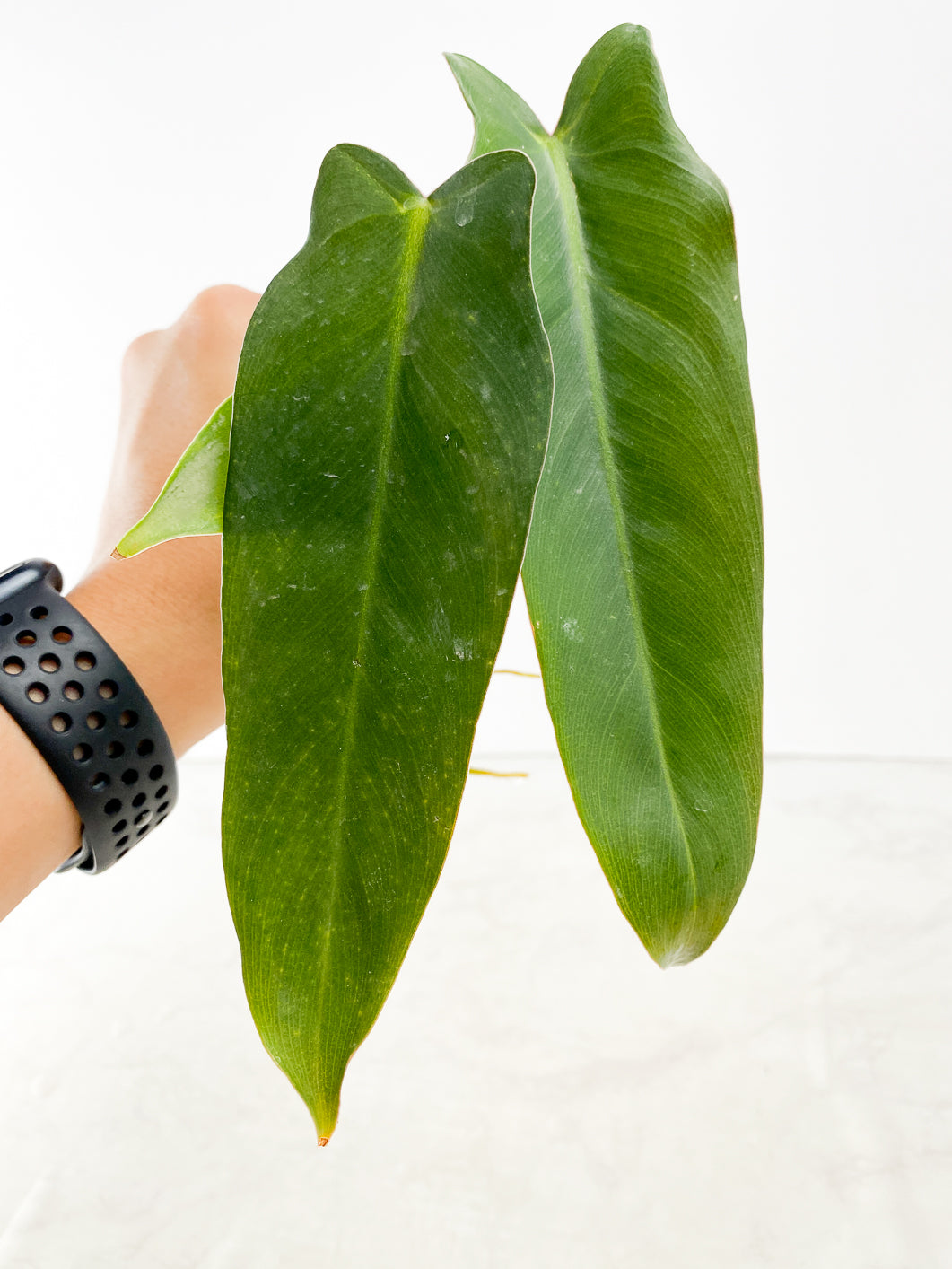 Philodendron Spiritus Sancti Top Cutting 4 leaf