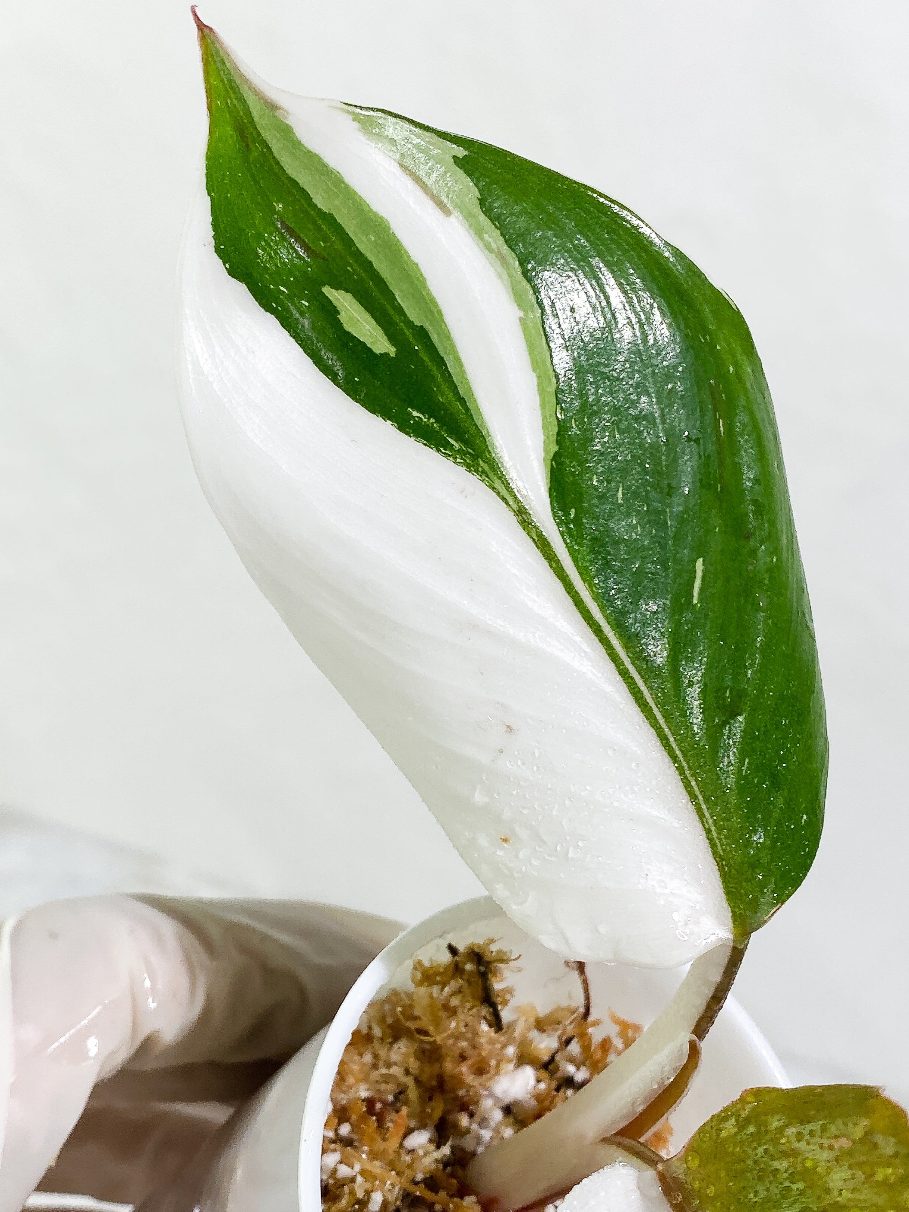 Philodendron White Knight tricolor Rooting Top Cutting 3 leaves (2 half moon)