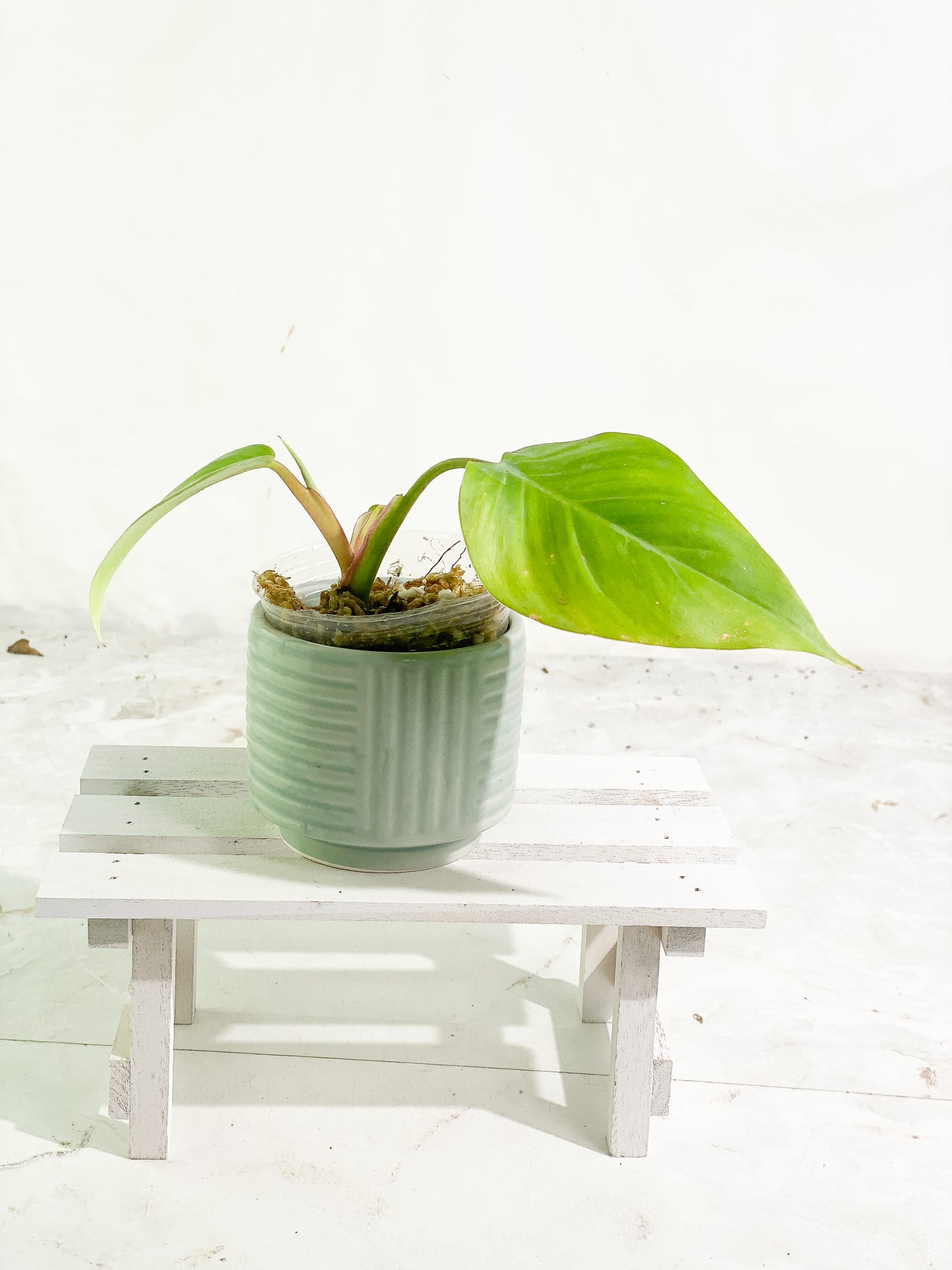 Philodendron white princess slightly rooted 2 leaves 1 sprout
