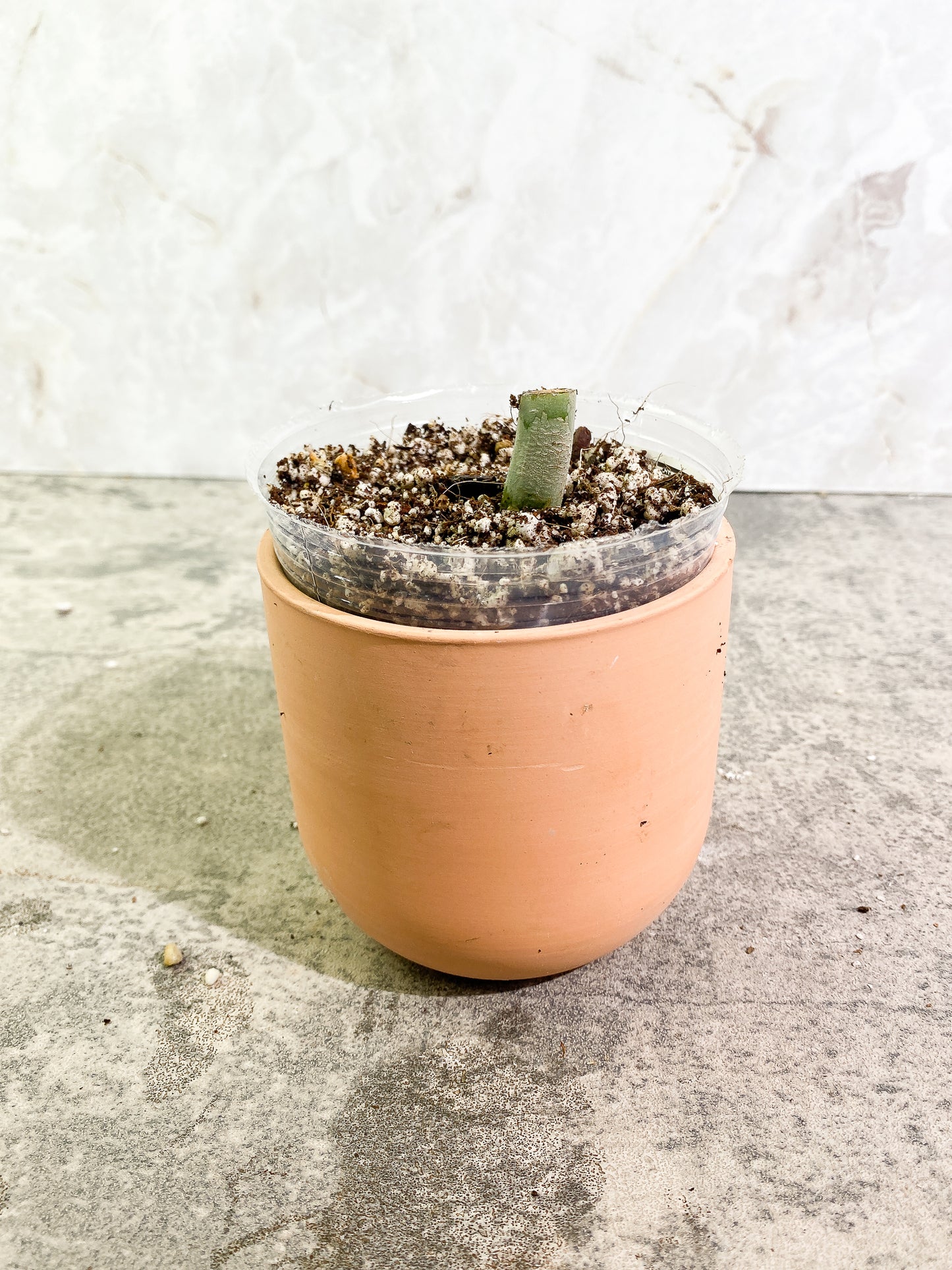 Philodendron Elegans rooted node