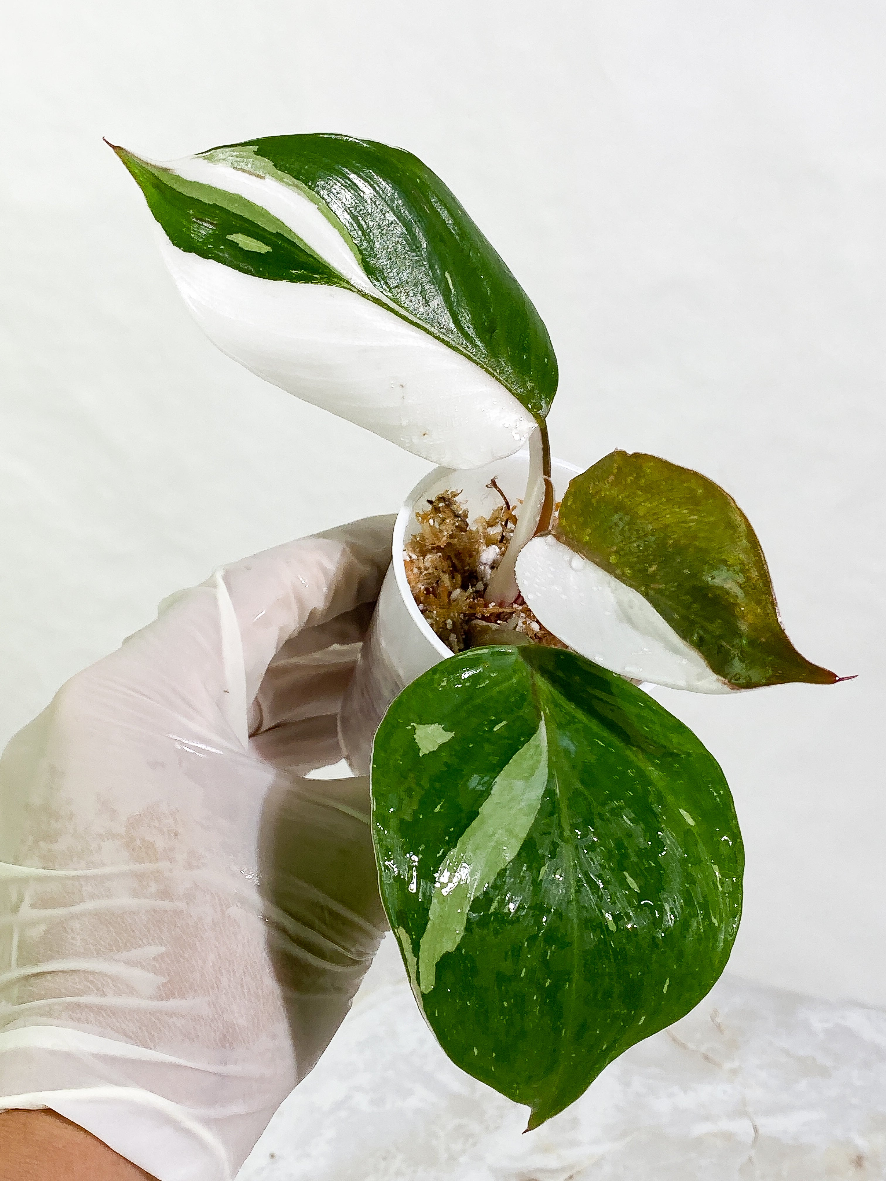 Philodendron White Knight tricolor Rooting Top Cutting 3 leaves (2 half moon)