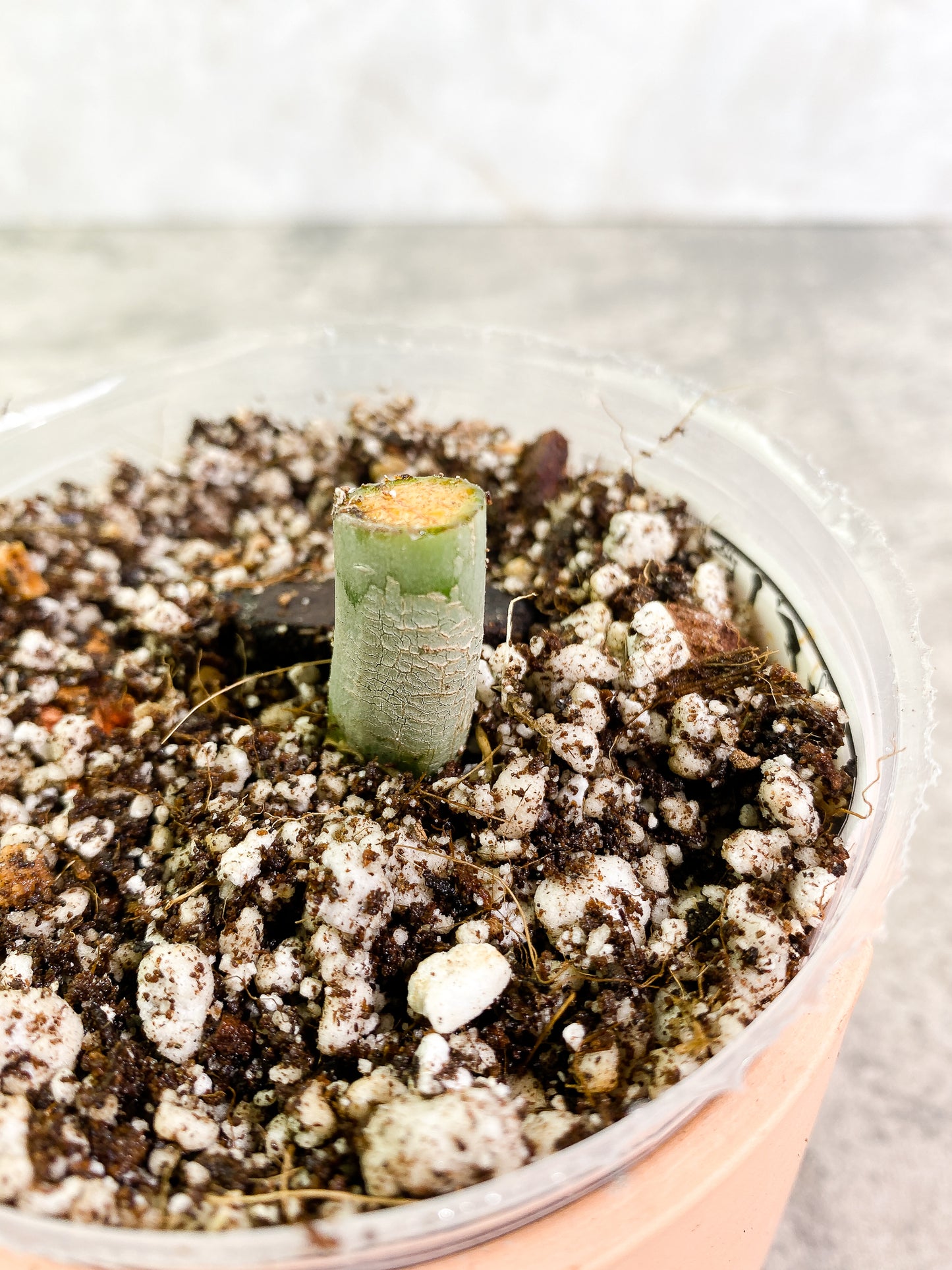 Philodendron Elegans rooted node