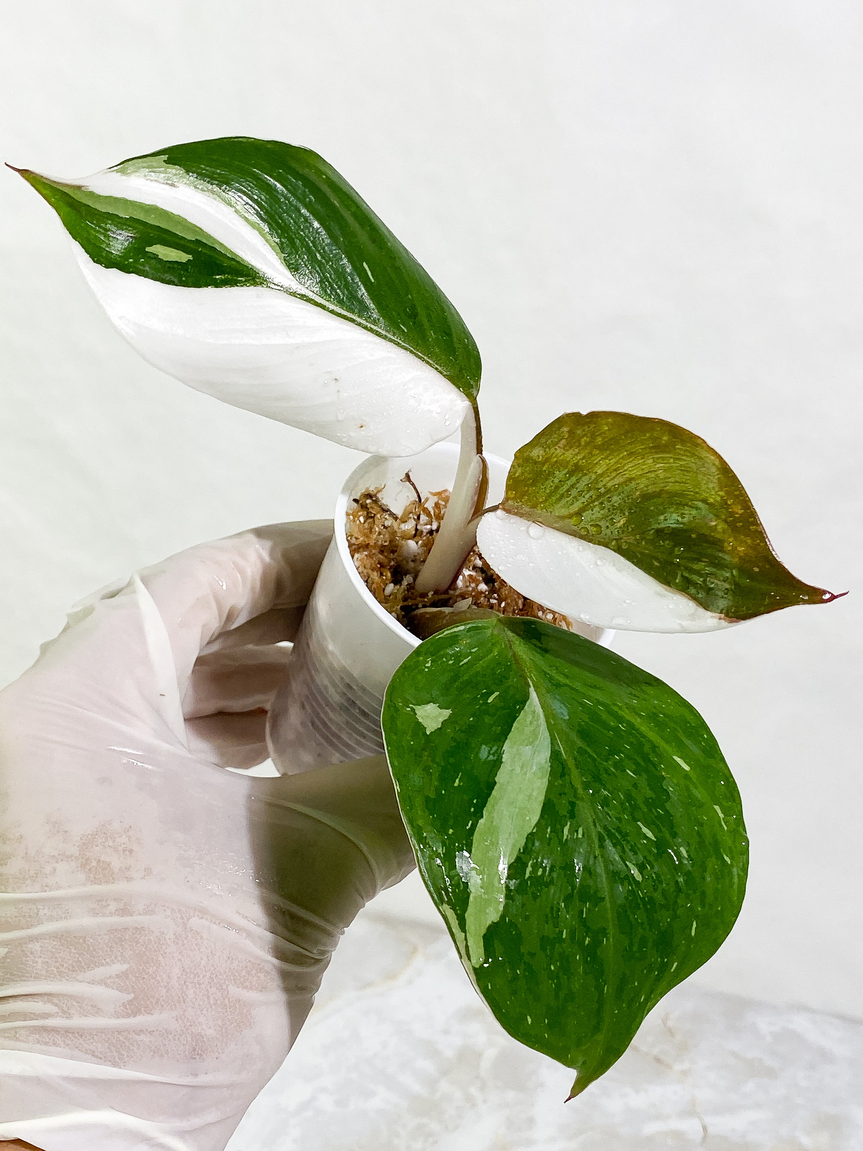 Philodendron White Knight tricolor Rooting Top Cutting 3 leaves (2 half moon)