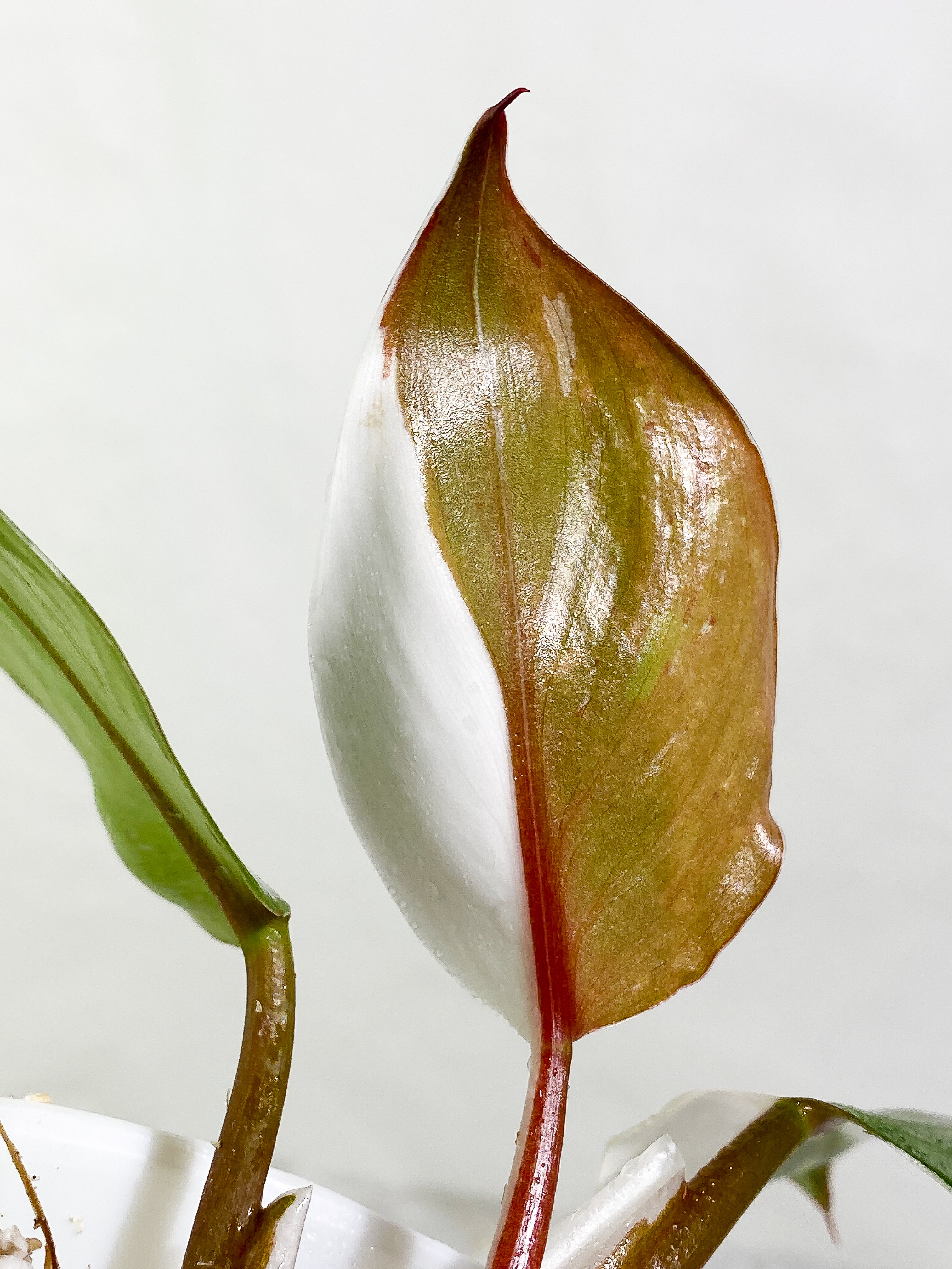 Philodendron White Knight tricolor Rooting Top Cutting 3 leaves (2 half moon)