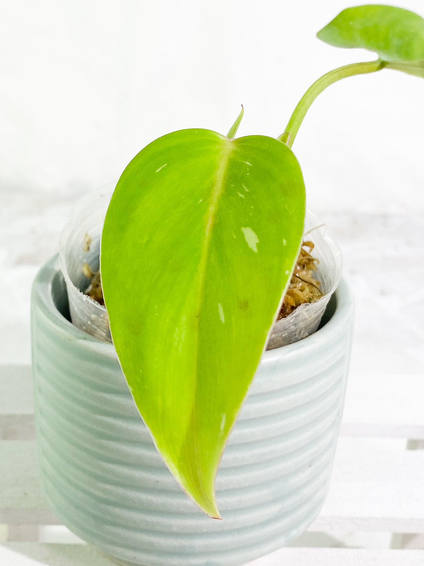 Philodendron white princess slightly rooted 2 leaves 1 sprout