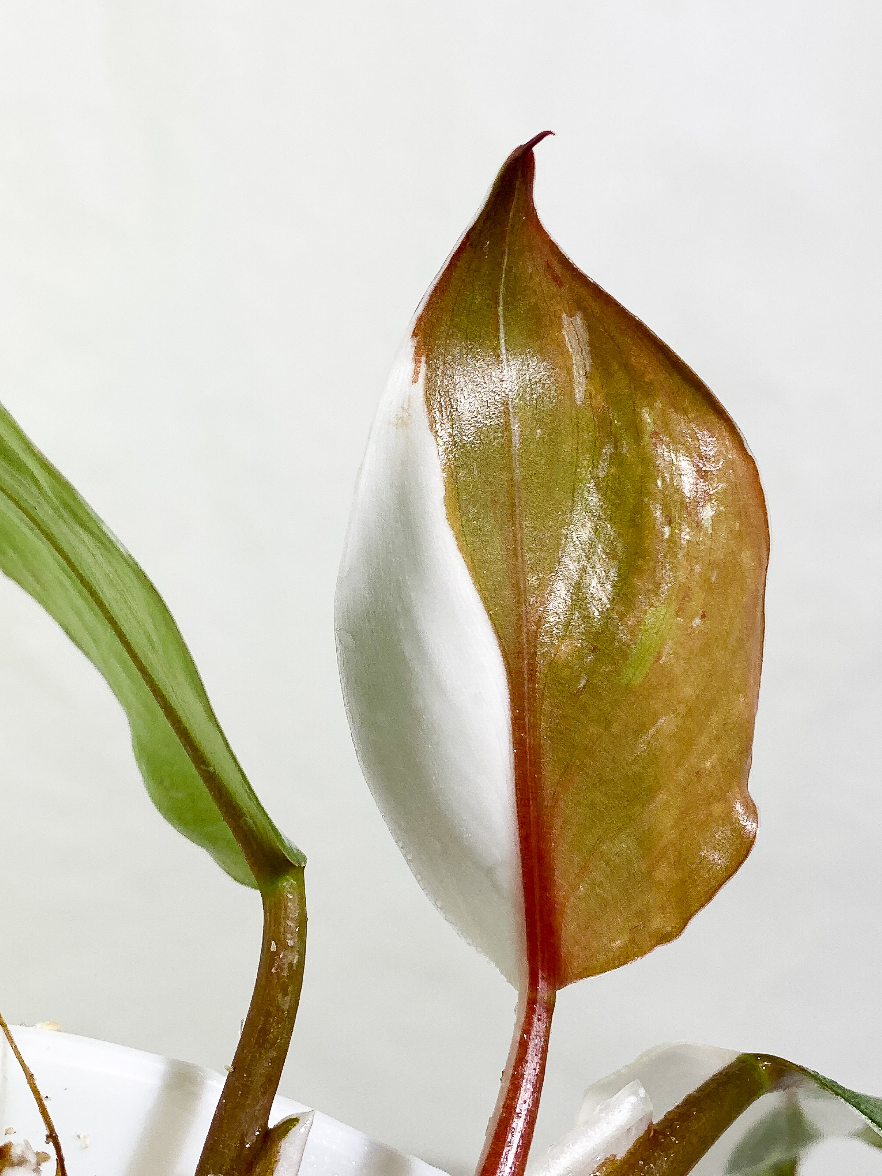 Philodendron White Knight tricolor Rooting Top Cutting 3 leaves (2 half moon)