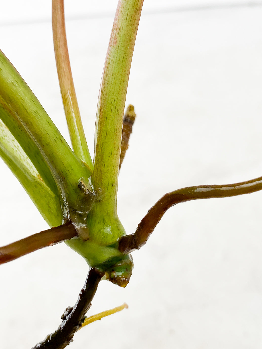 Philodendron Spiritus Sancti Top Cutting 4 leaf