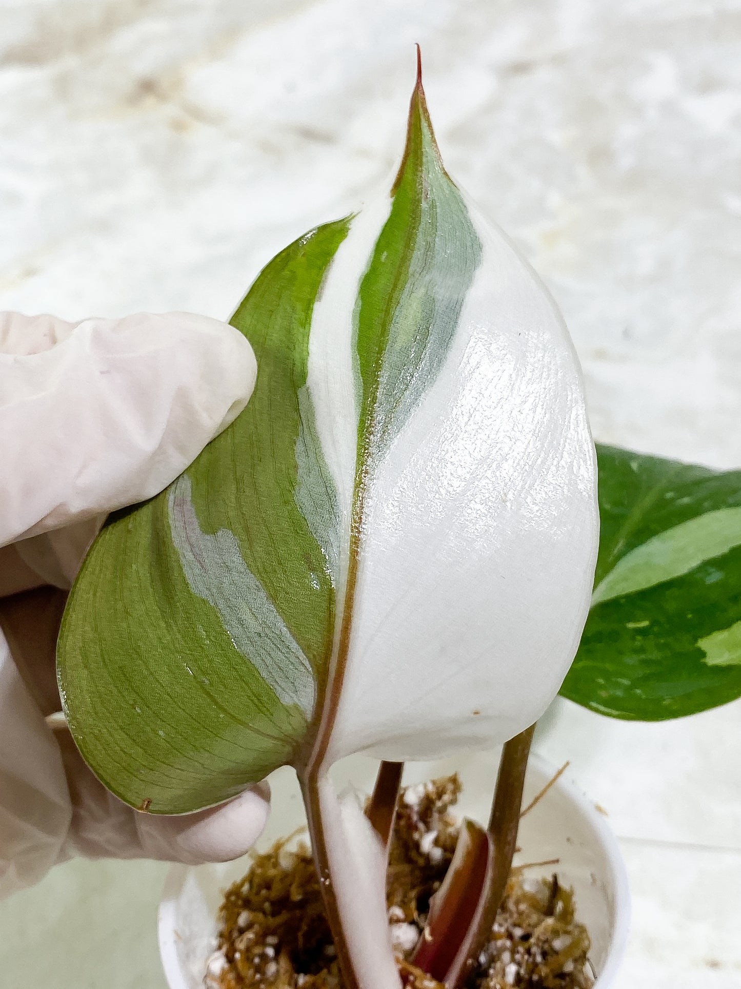 Philodendron White Knight tricolor Rooting Top Cutting 3 leaves (2 half moon)