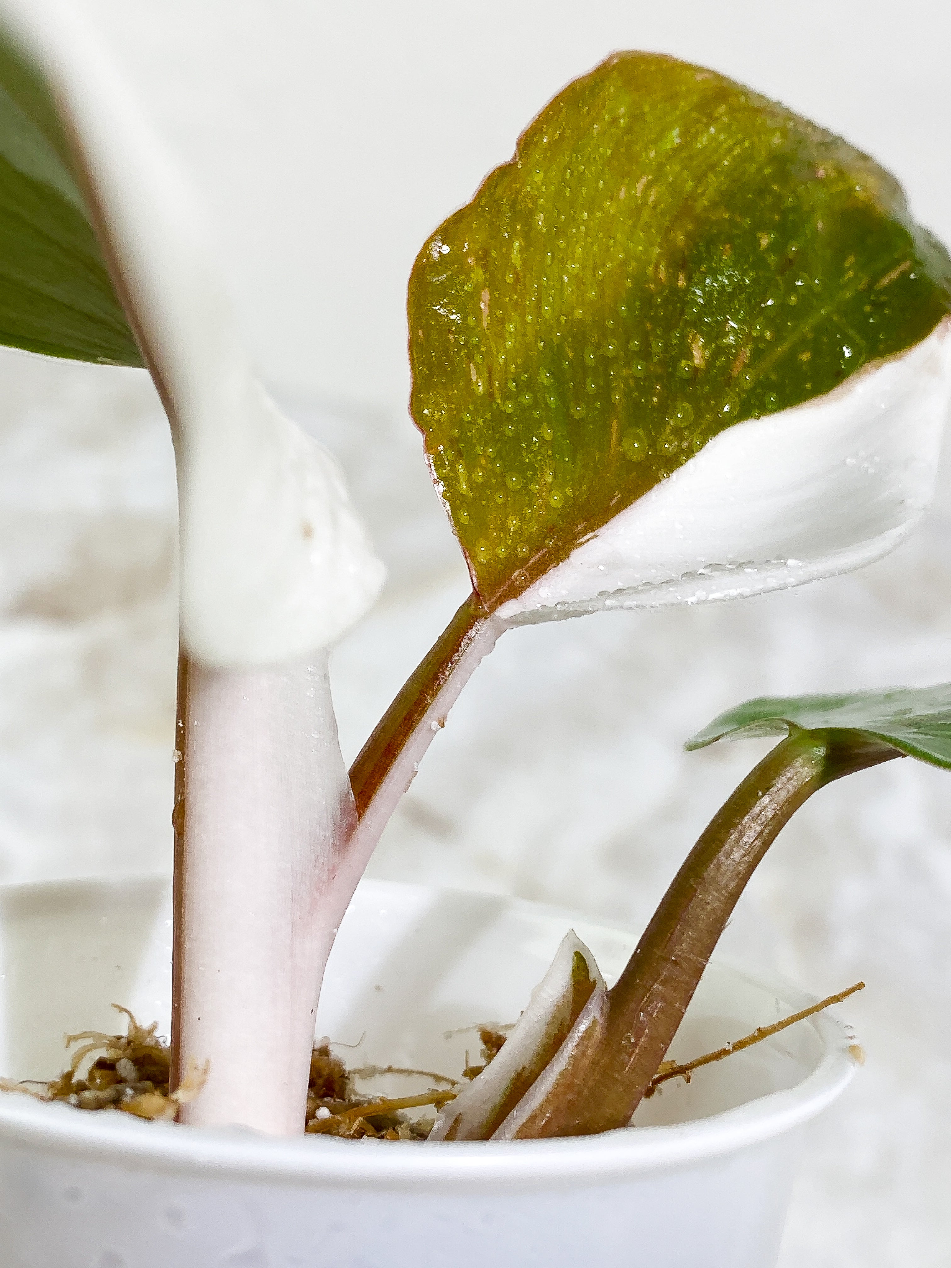 Philodendron White Knight tricolor Rooting Top Cutting 3 leaves (2 half moon)