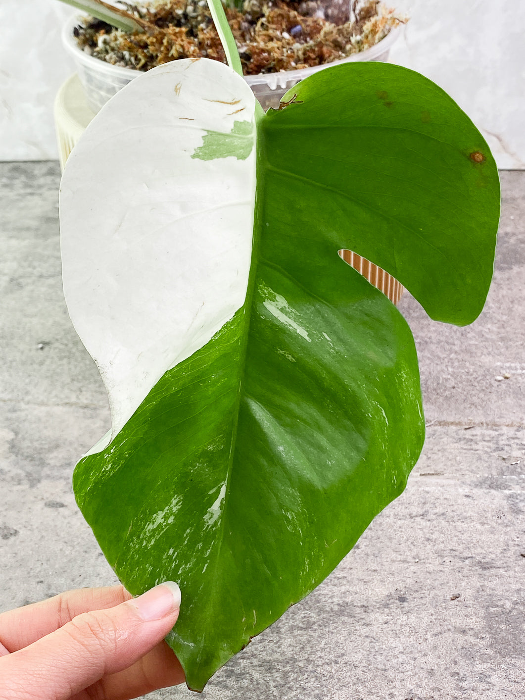 Monstera Albo Variegated 2 leaves Rooted include Moss-pole