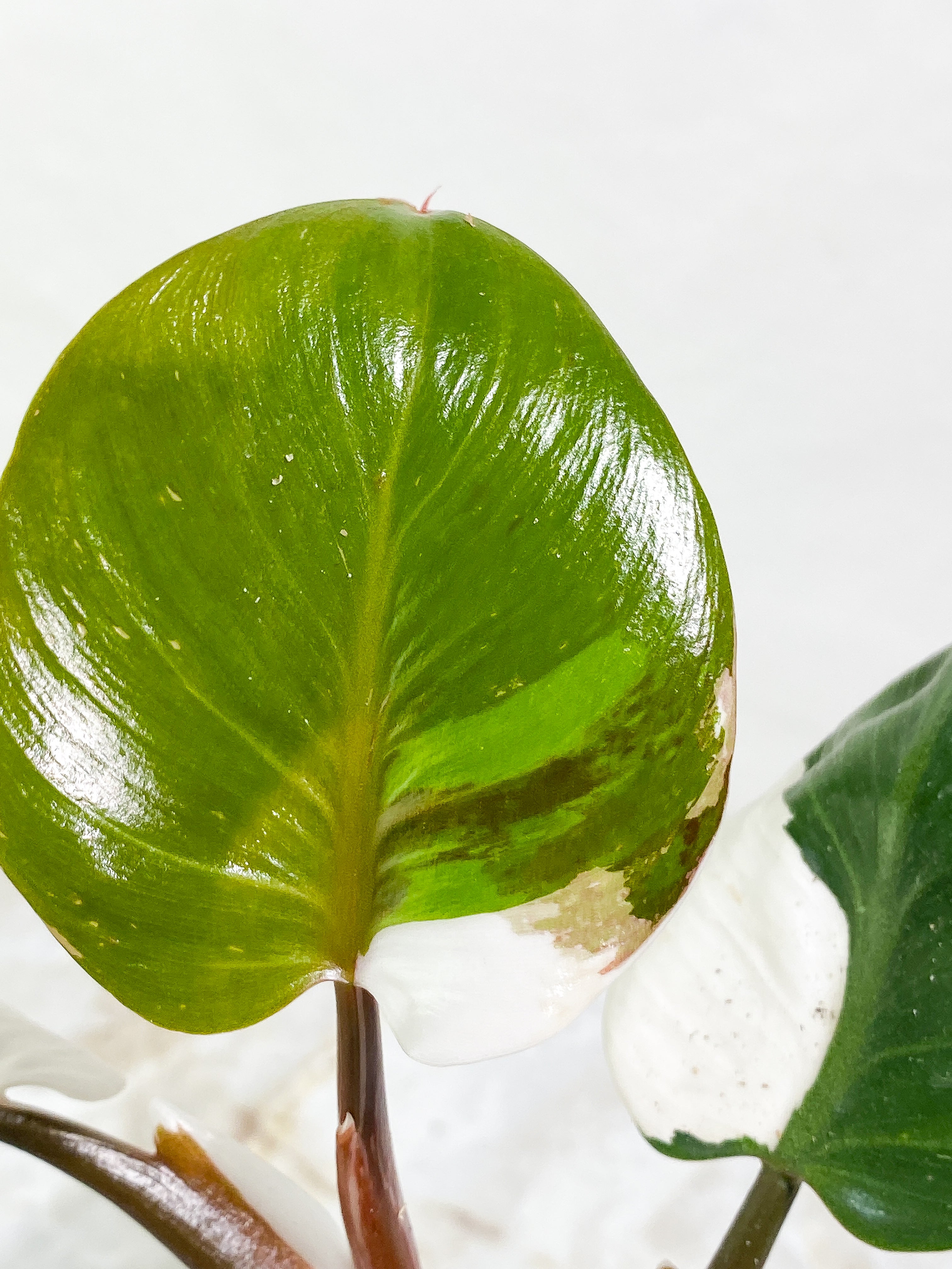 Philodendron White Knight tricolor Rooting Top Cutting 3 leaves half moon