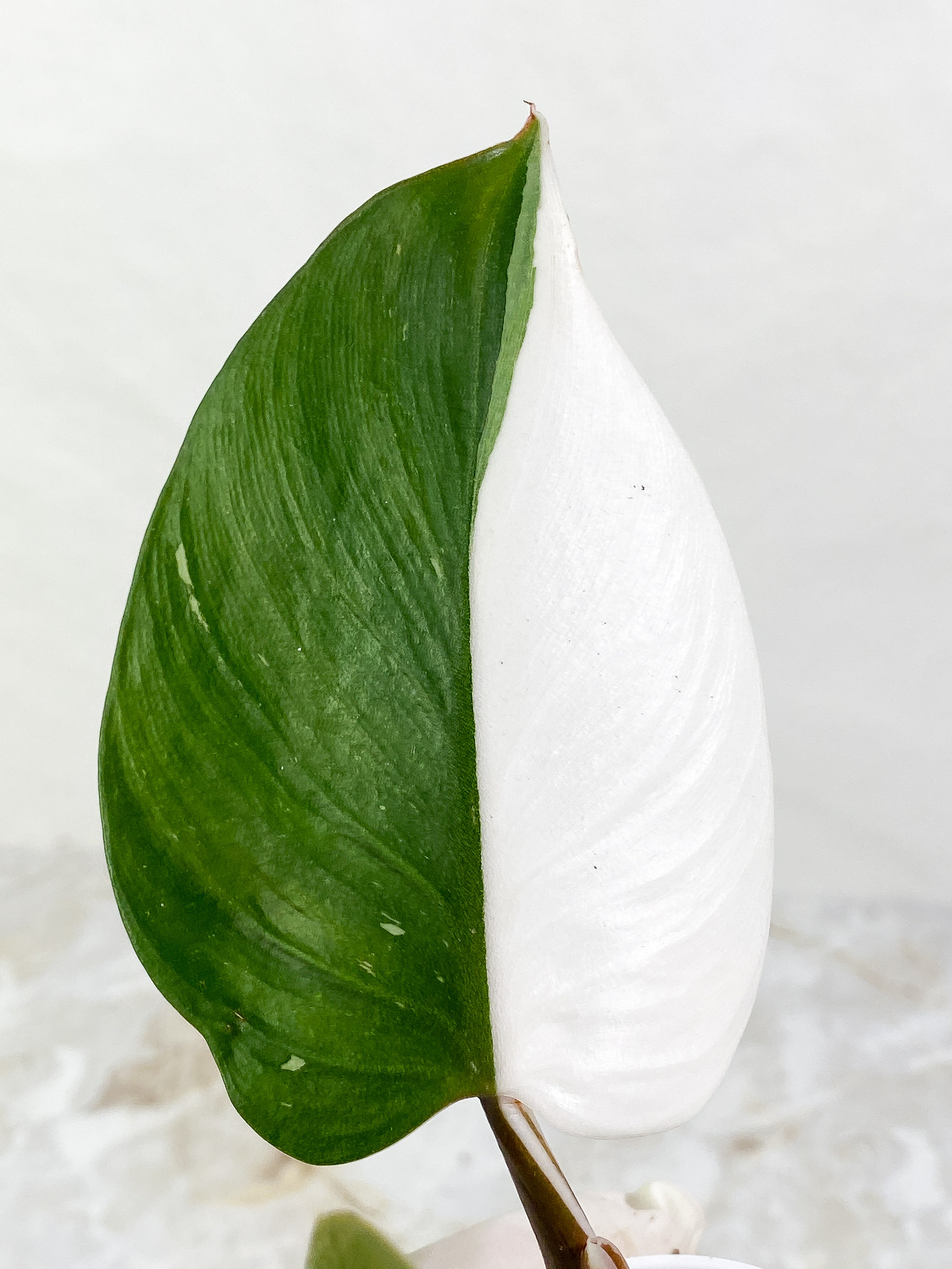 Philodendron White Knight tricolor Rooting Top Cutting 3 leaves half moon