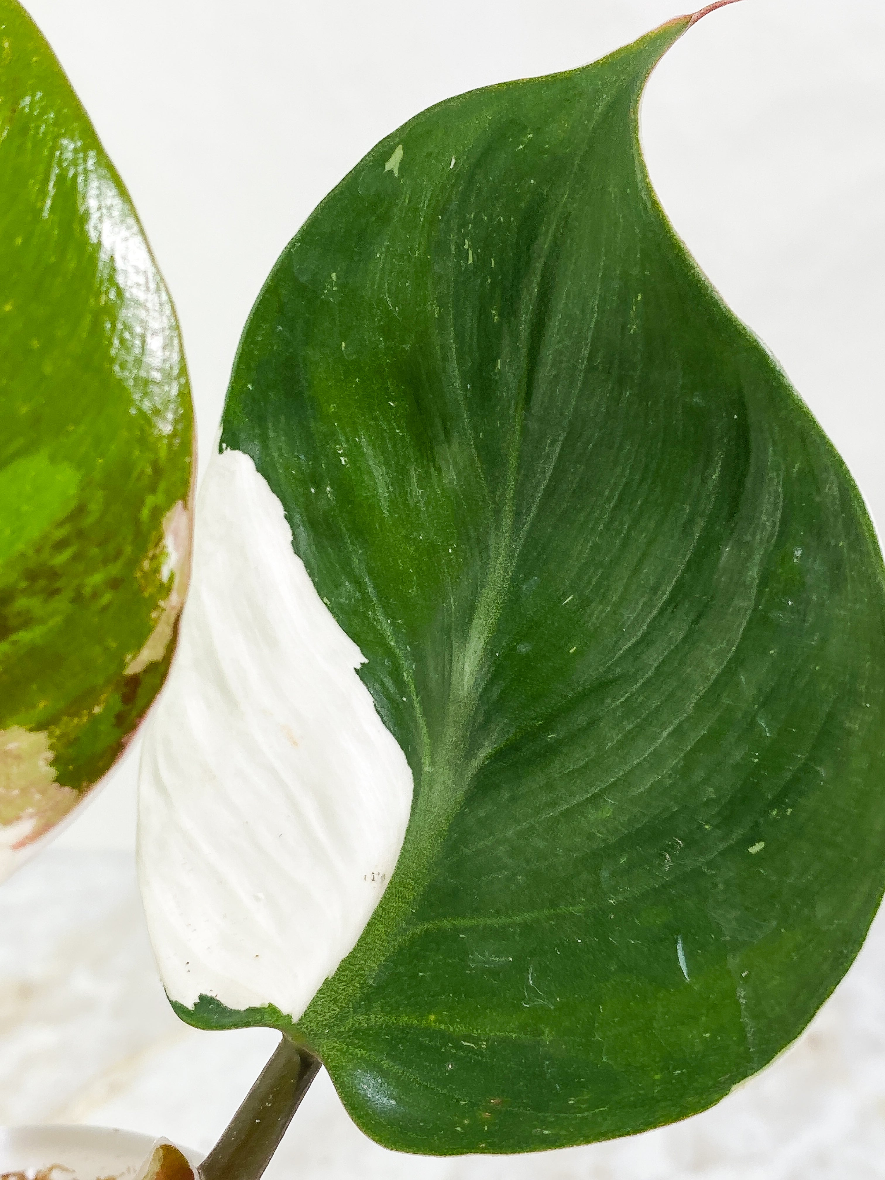 Philodendron White Knight tricolor Rooting Top Cutting 3 leaves half moon