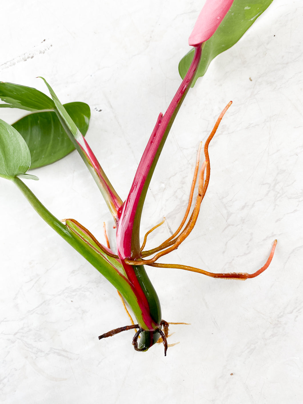 Philodendron White Princess Tricolor 3 Leaf