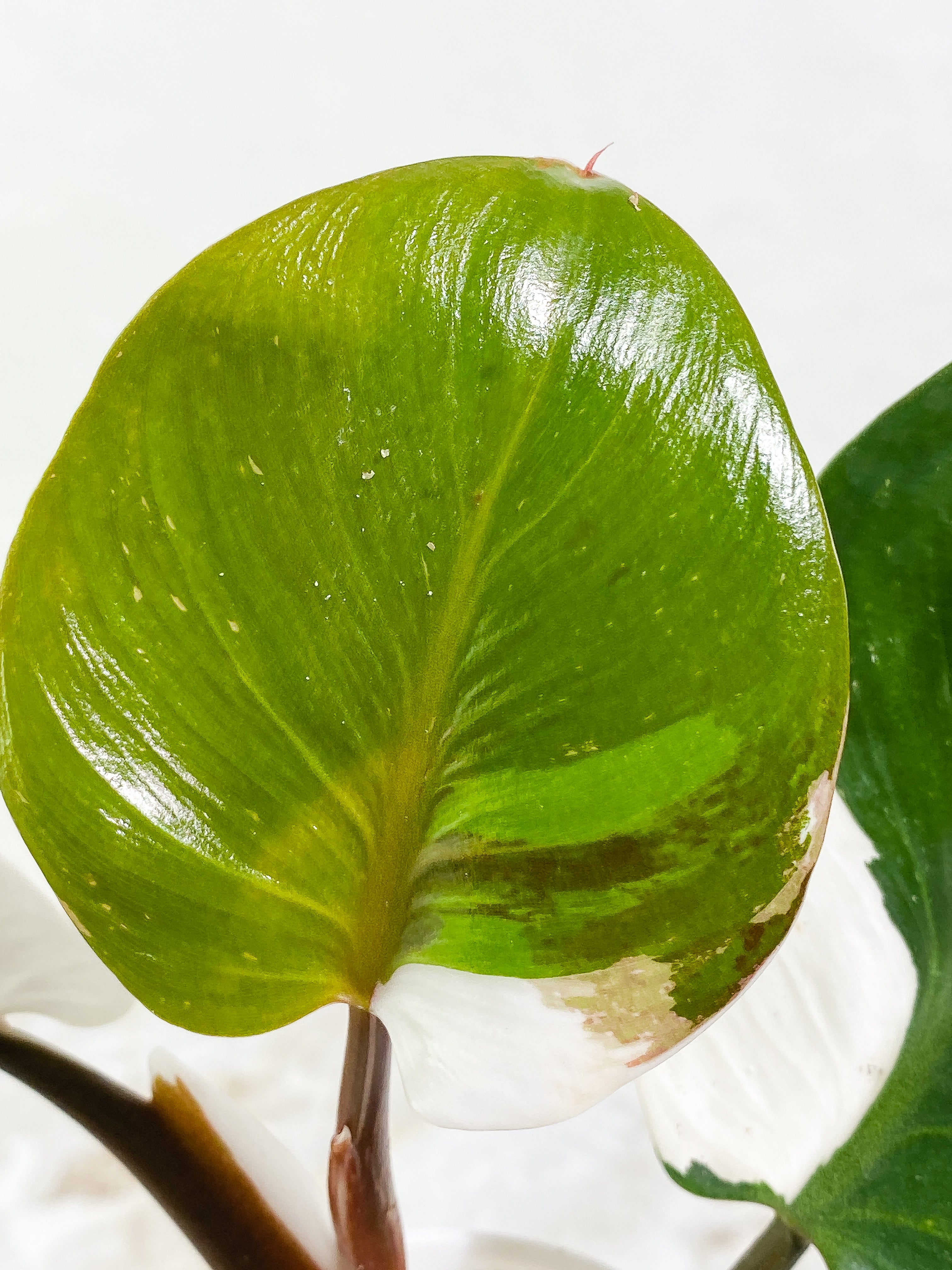 Philodendron White Knight tricolor Rooting Top Cutting 3 leaves half moon