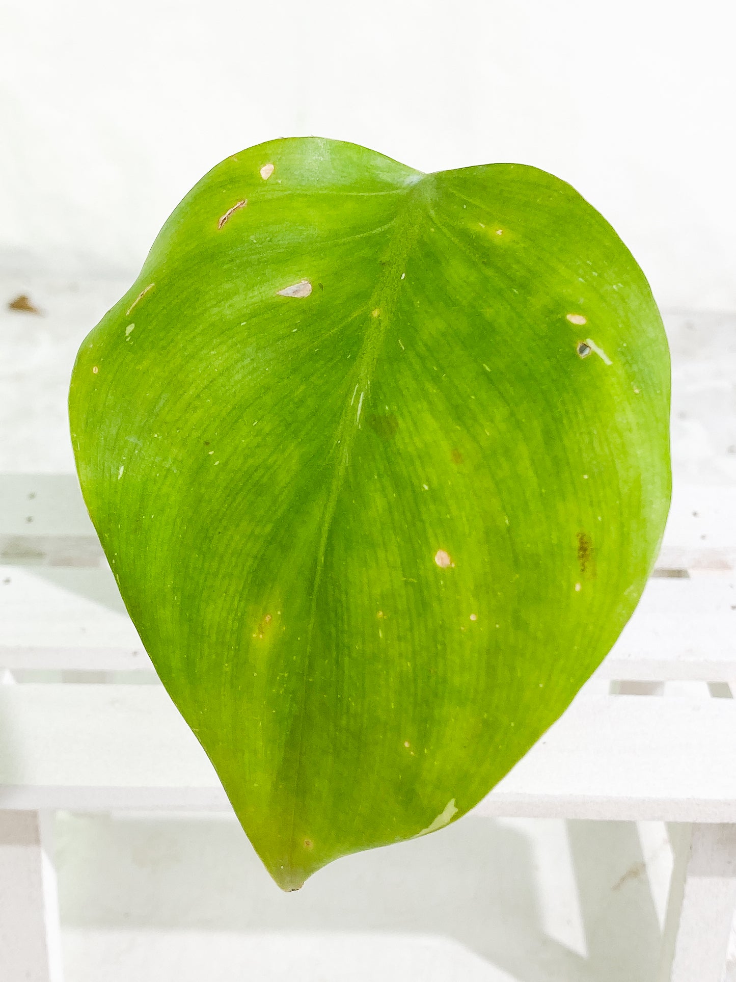 Philodendron white princess rooted 1 leaf
