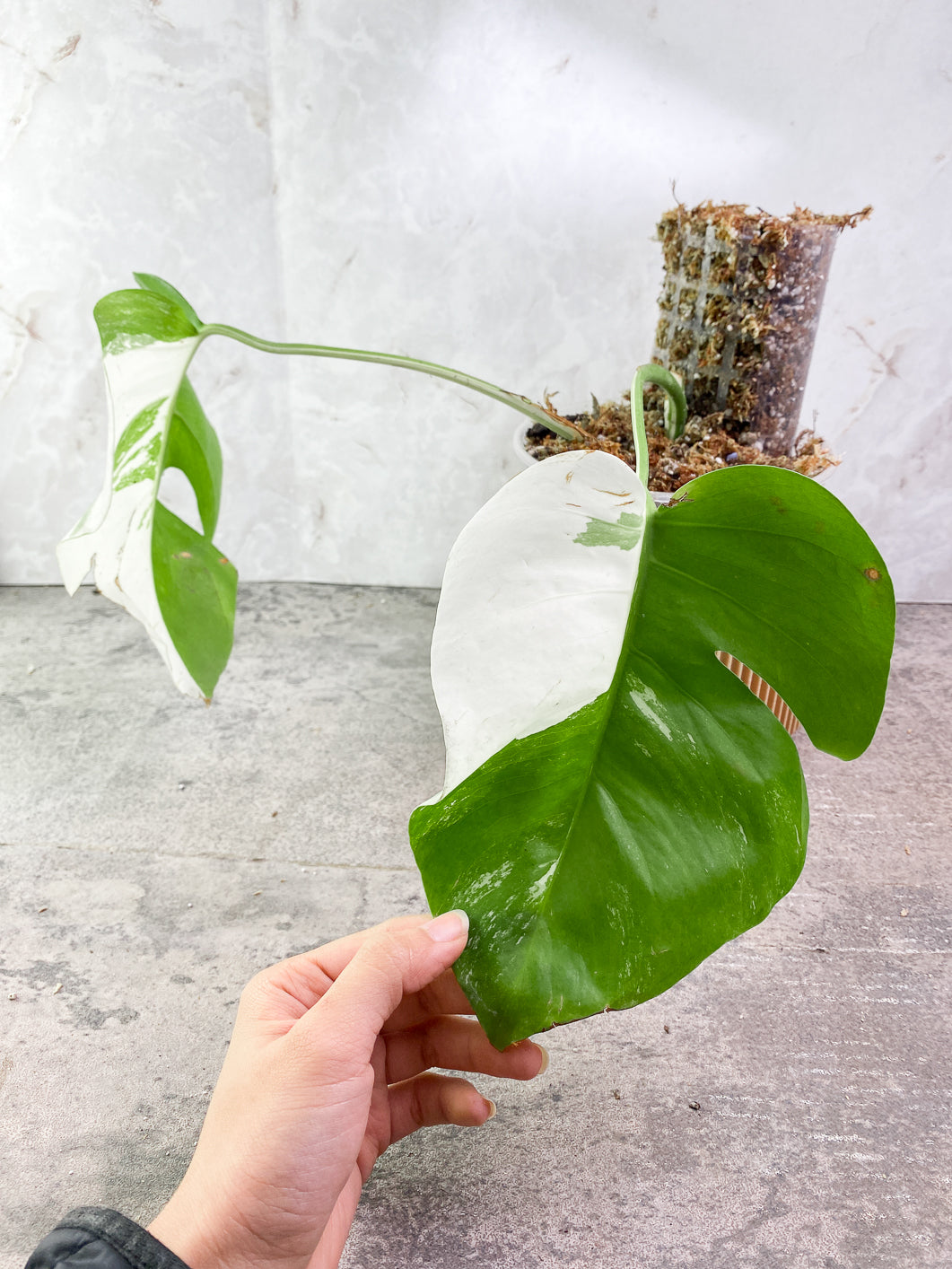 Monstera Albo Variegated 2 leaves Rooted include Moss-pole