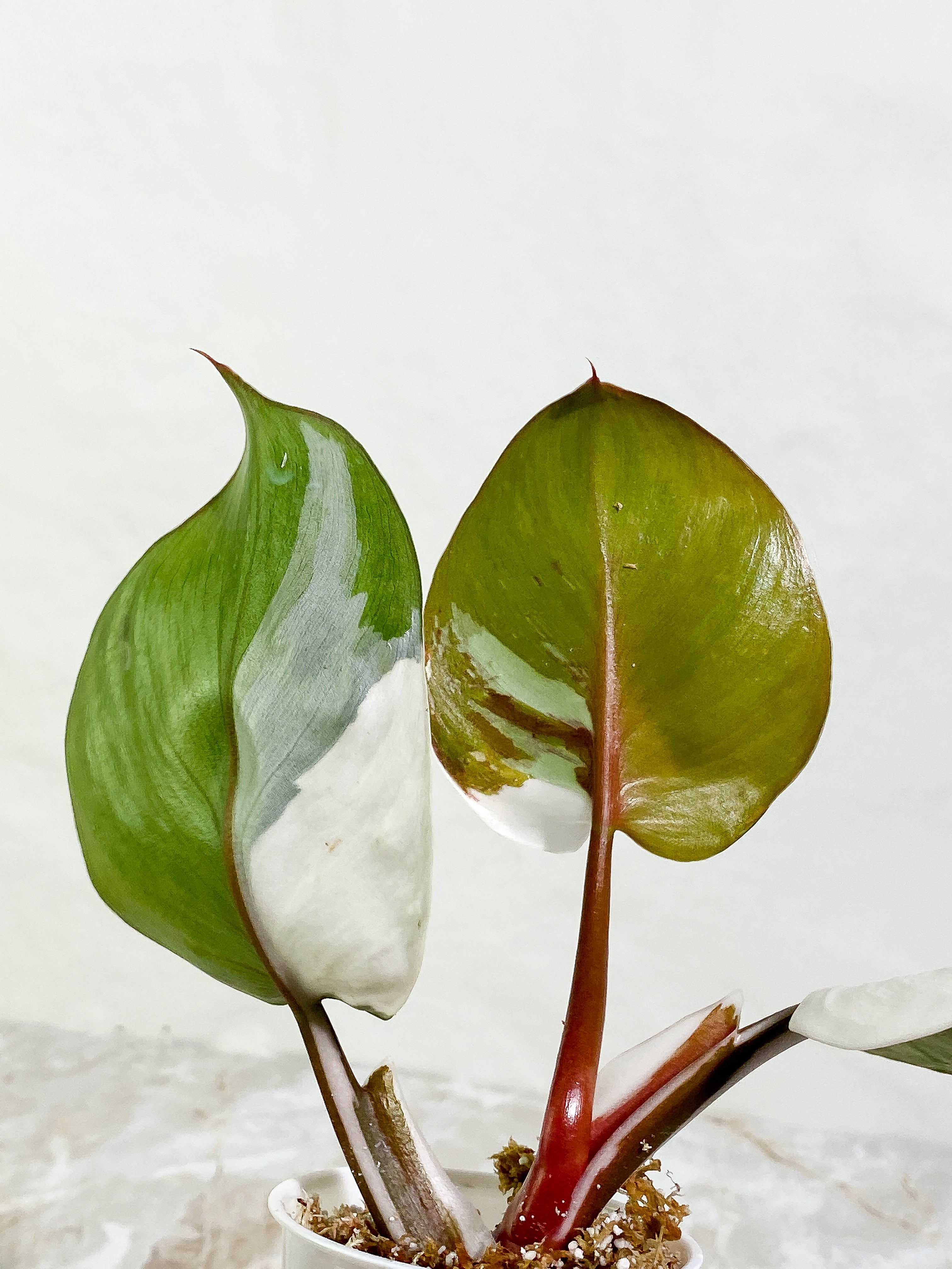 Philodendron White Knight tricolor Rooting Top Cutting 3 leaves half moon