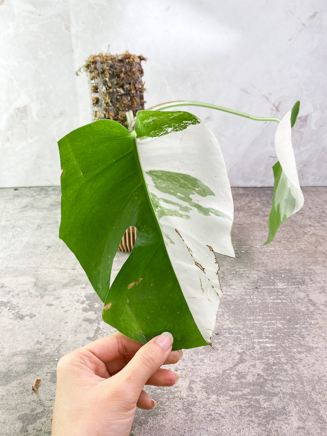 Monstera Albo Variegated 2 leaves Rooted include Moss-pole