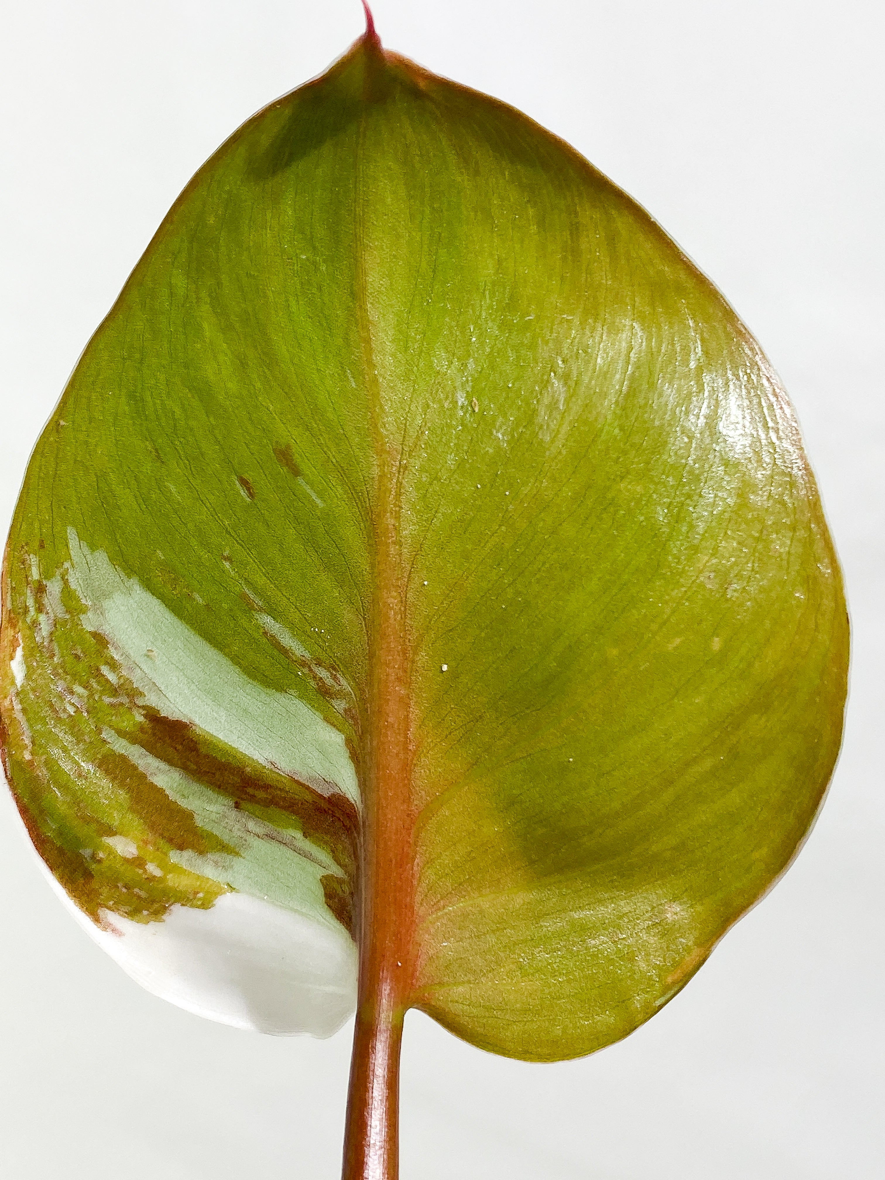 Philodendron White Knight tricolor Rooting Top Cutting 3 leaves half moon