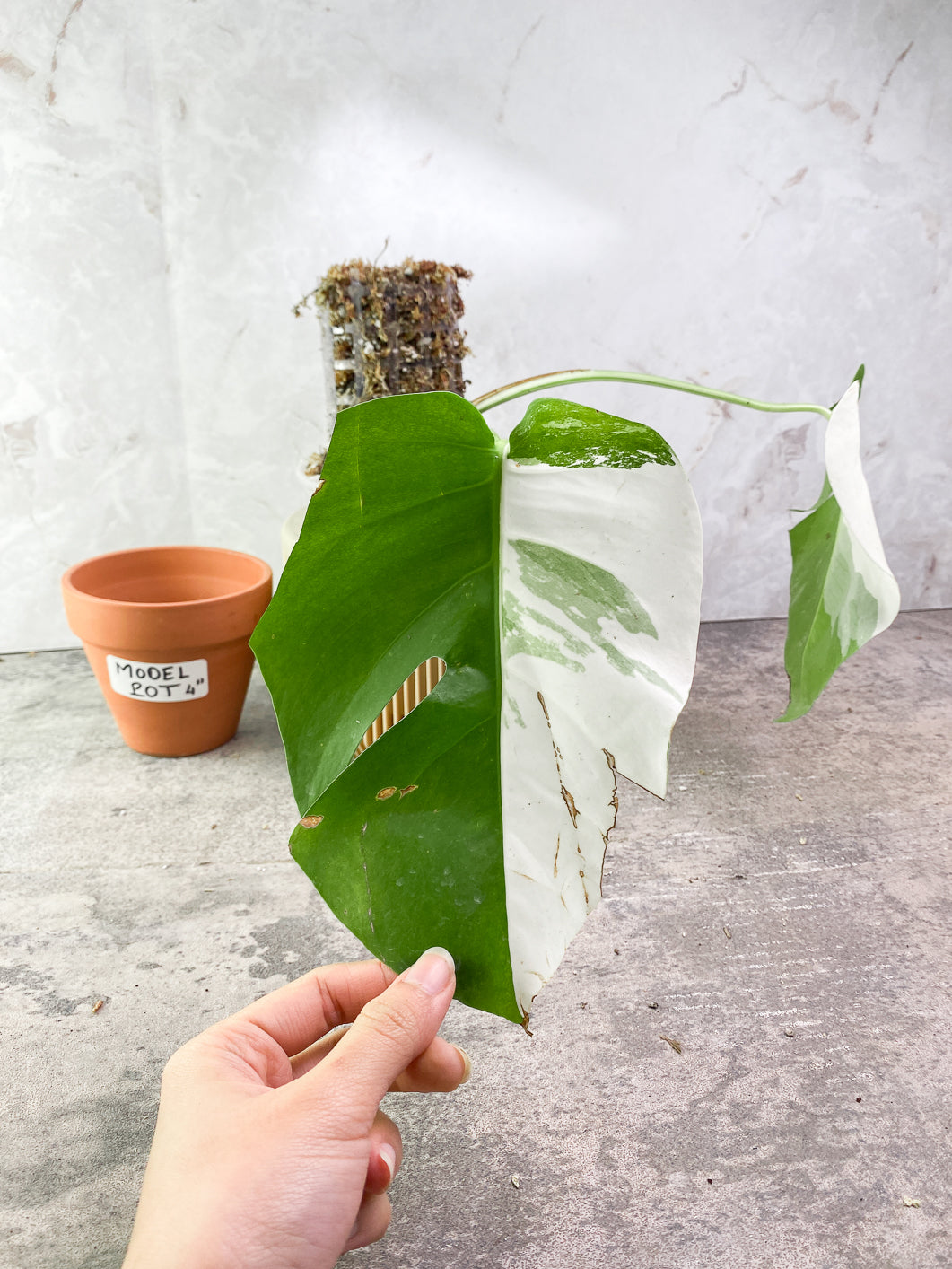 Monstera Albo Variegated 2 leaves Rooted include Moss-pole