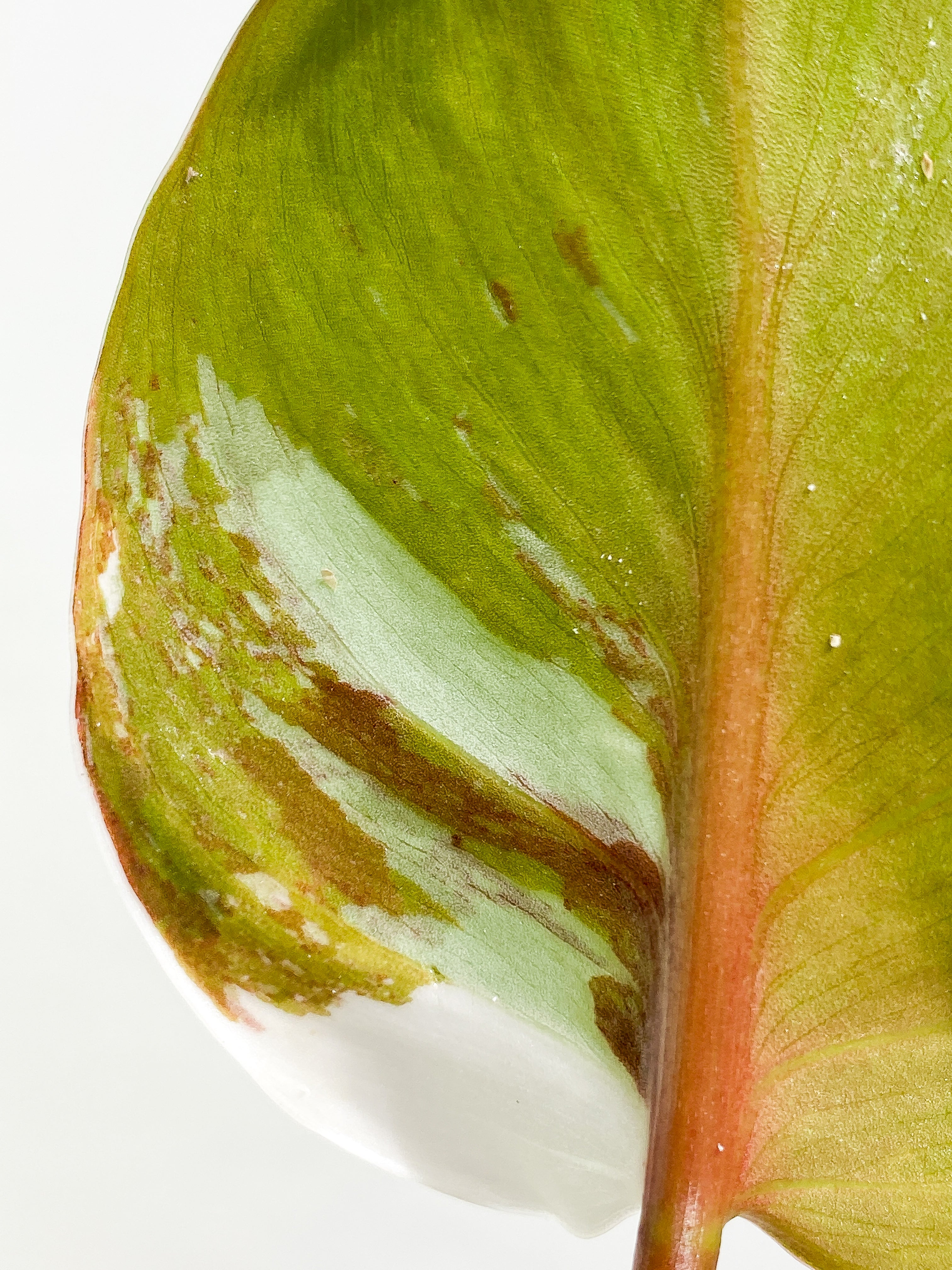 Philodendron White Knight tricolor Rooting Top Cutting 3 leaves half moon