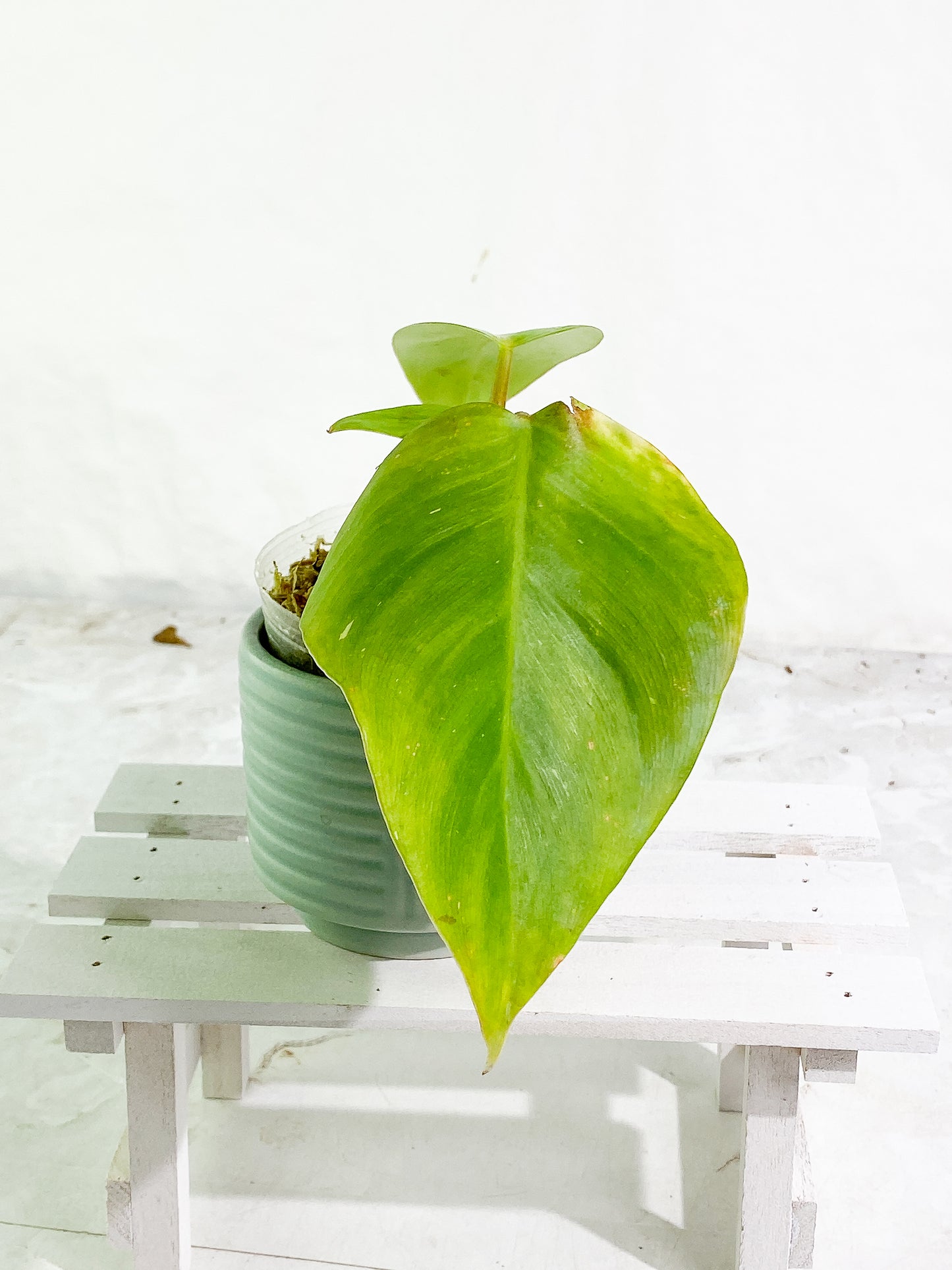 Philodendron white princess rooted 3 leaves