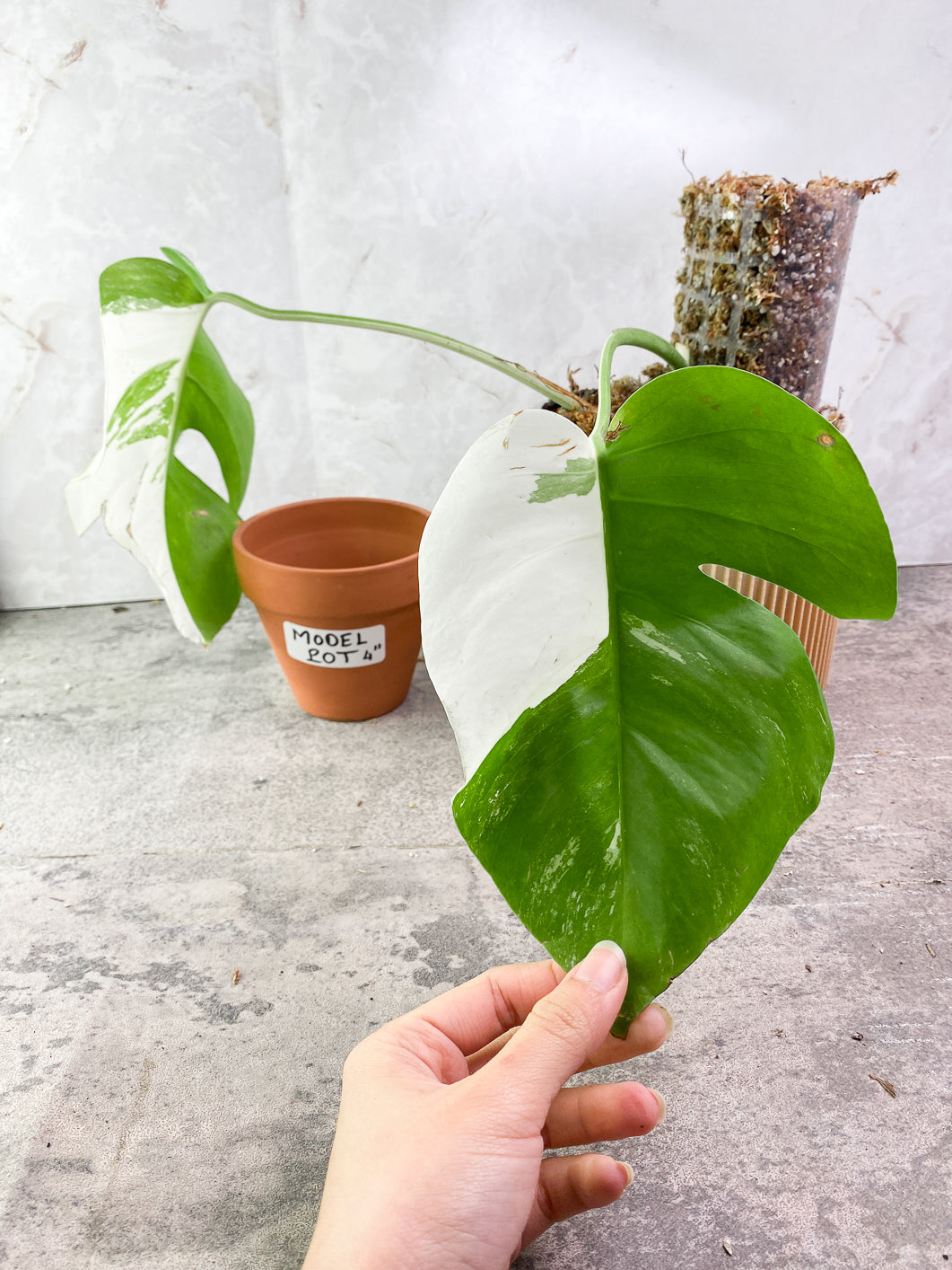 Monstera Albo Variegated 2 leaves Rooted include Moss-pole