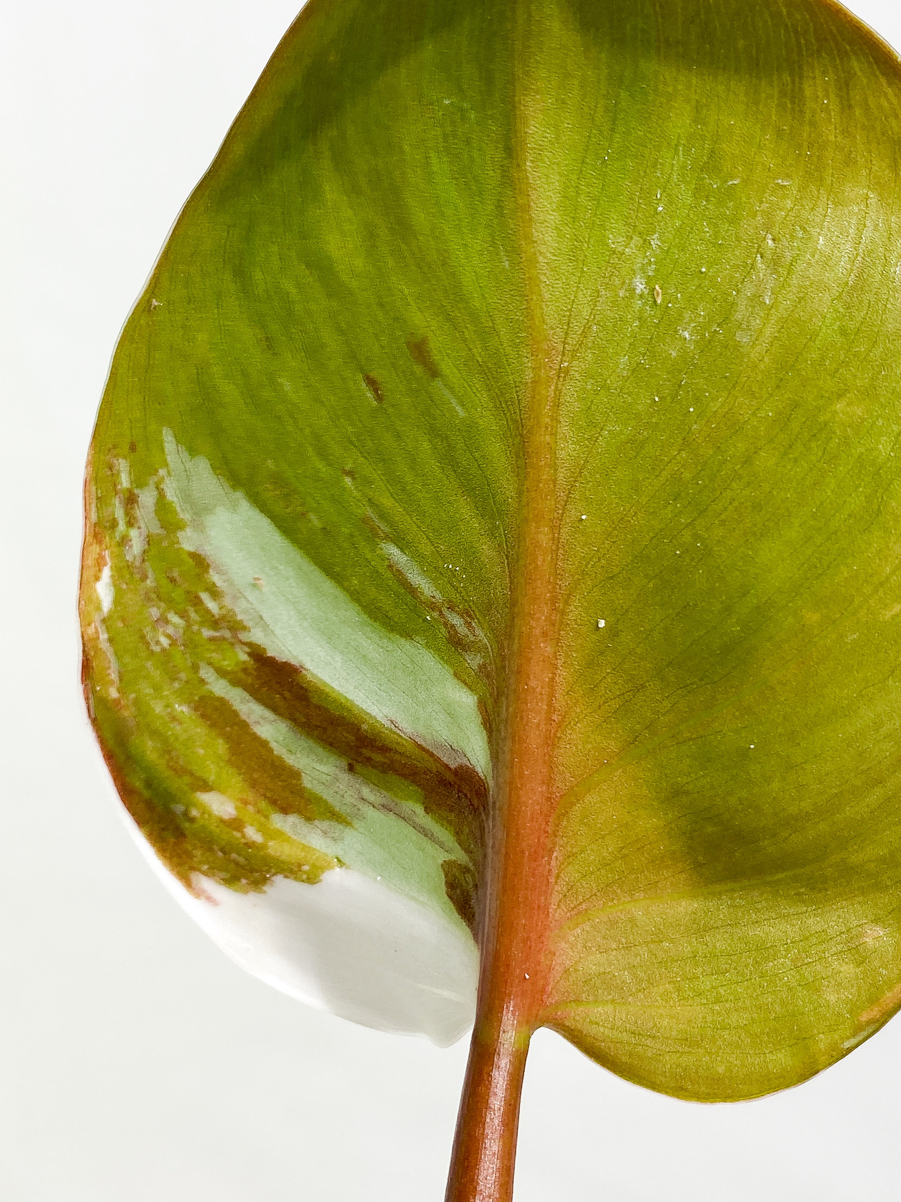 Philodendron White Knight tricolor Rooting Top Cutting 3 leaves half moon