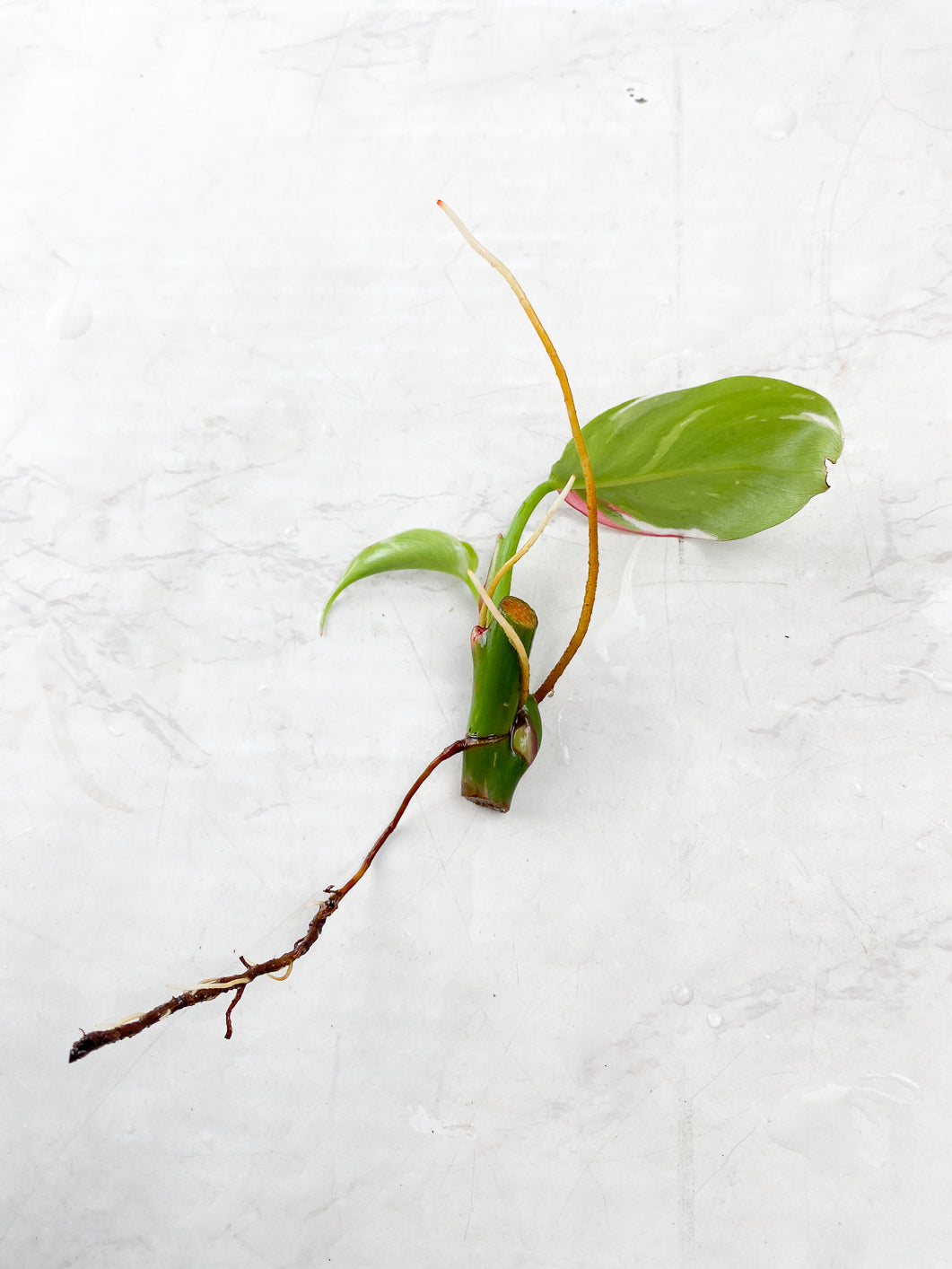Philodendron White Princess Tricolor 2 Leaf 1 extra node