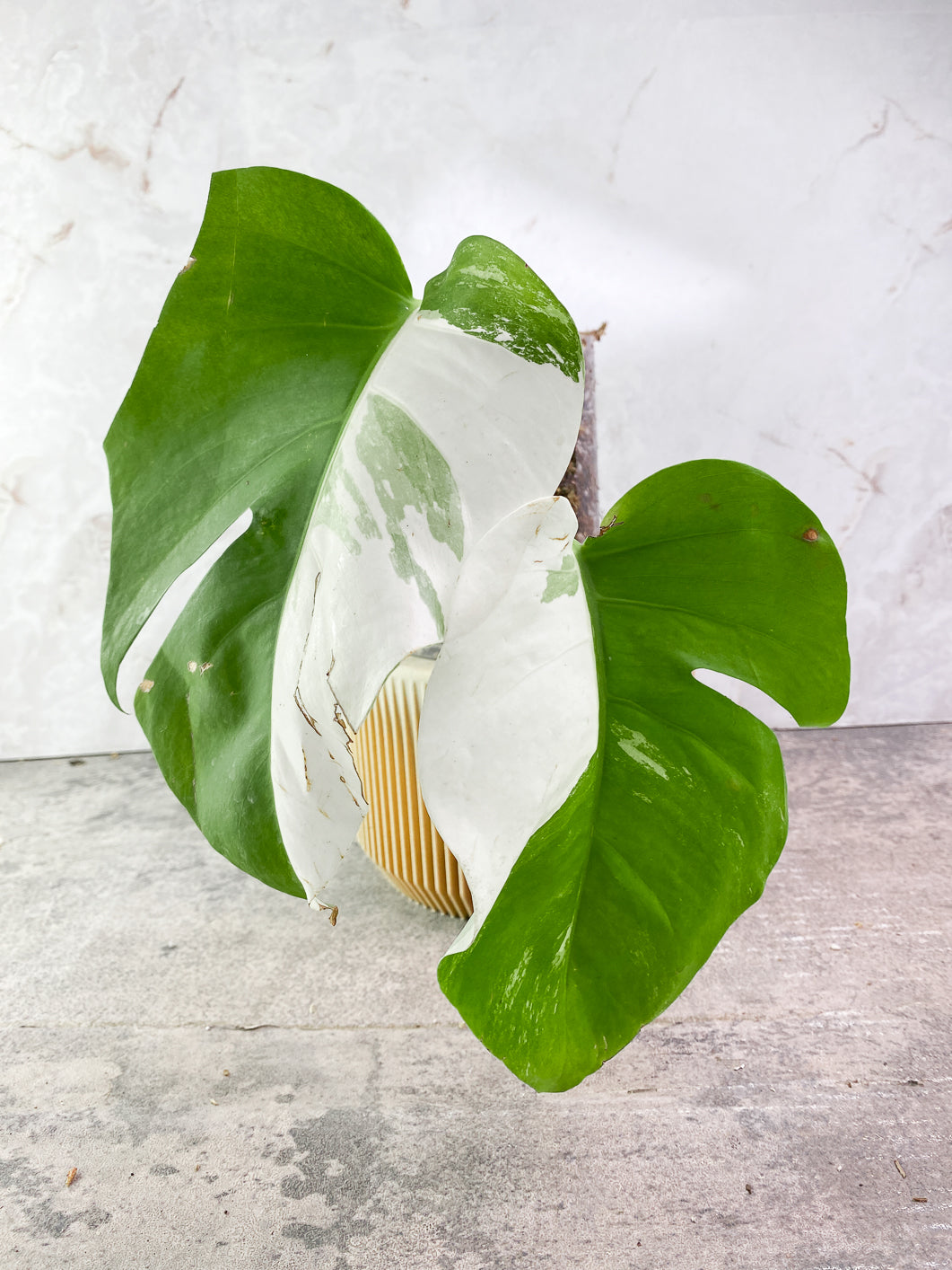 Monstera Albo Variegated 2 leaves Rooted include Moss-pole