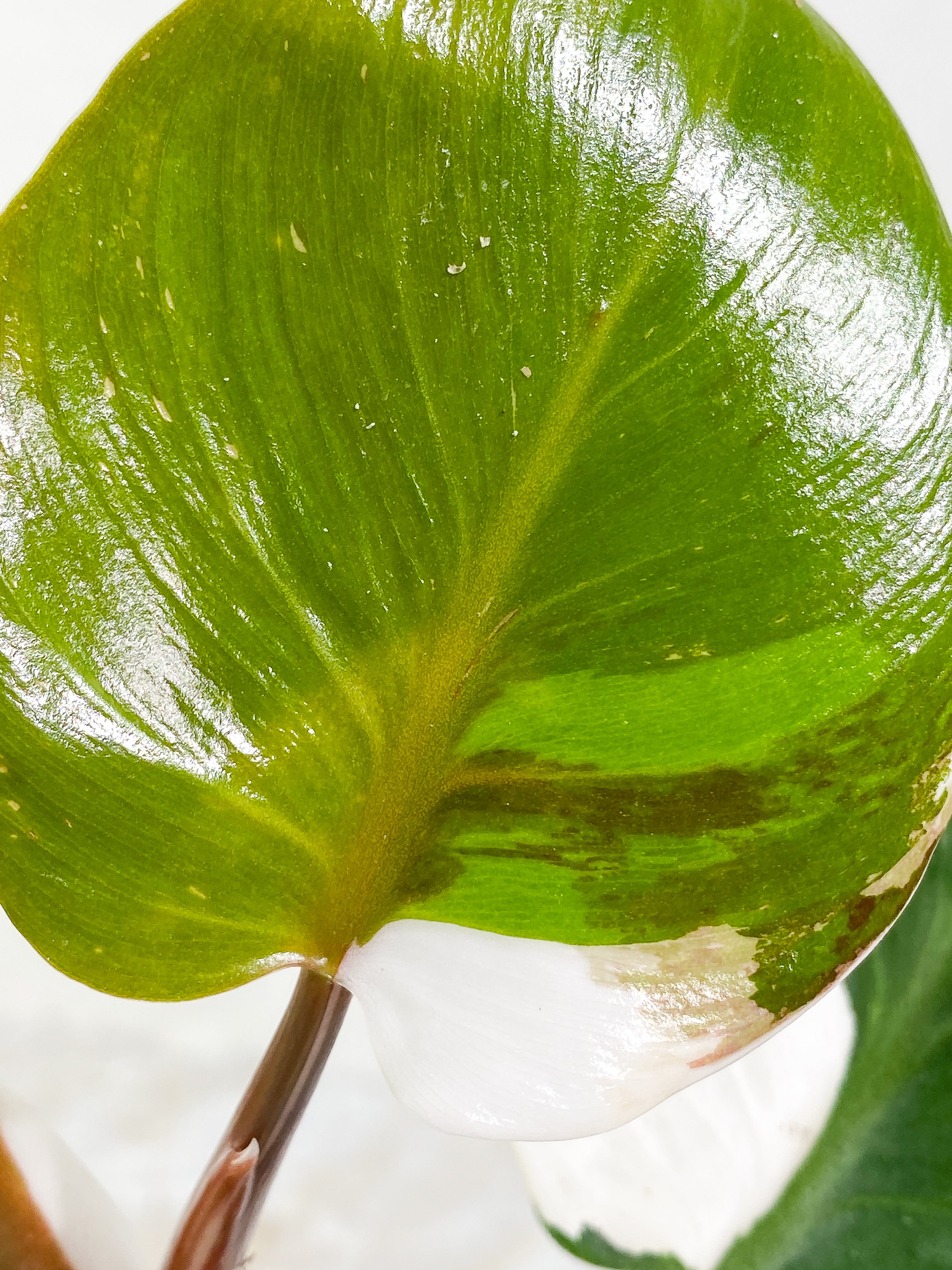 Philodendron White Knight tricolor Rooting Top Cutting 3 leaves half moon