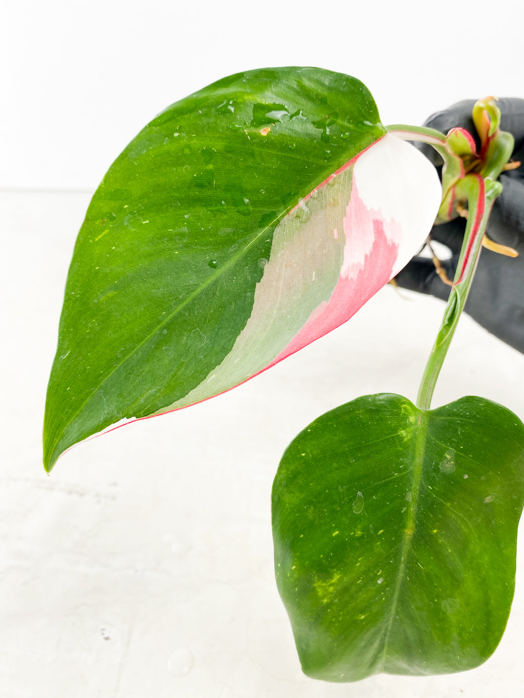 Philodendron White Princess Tricolor 2 Leaf Top Cutting 3 extra node