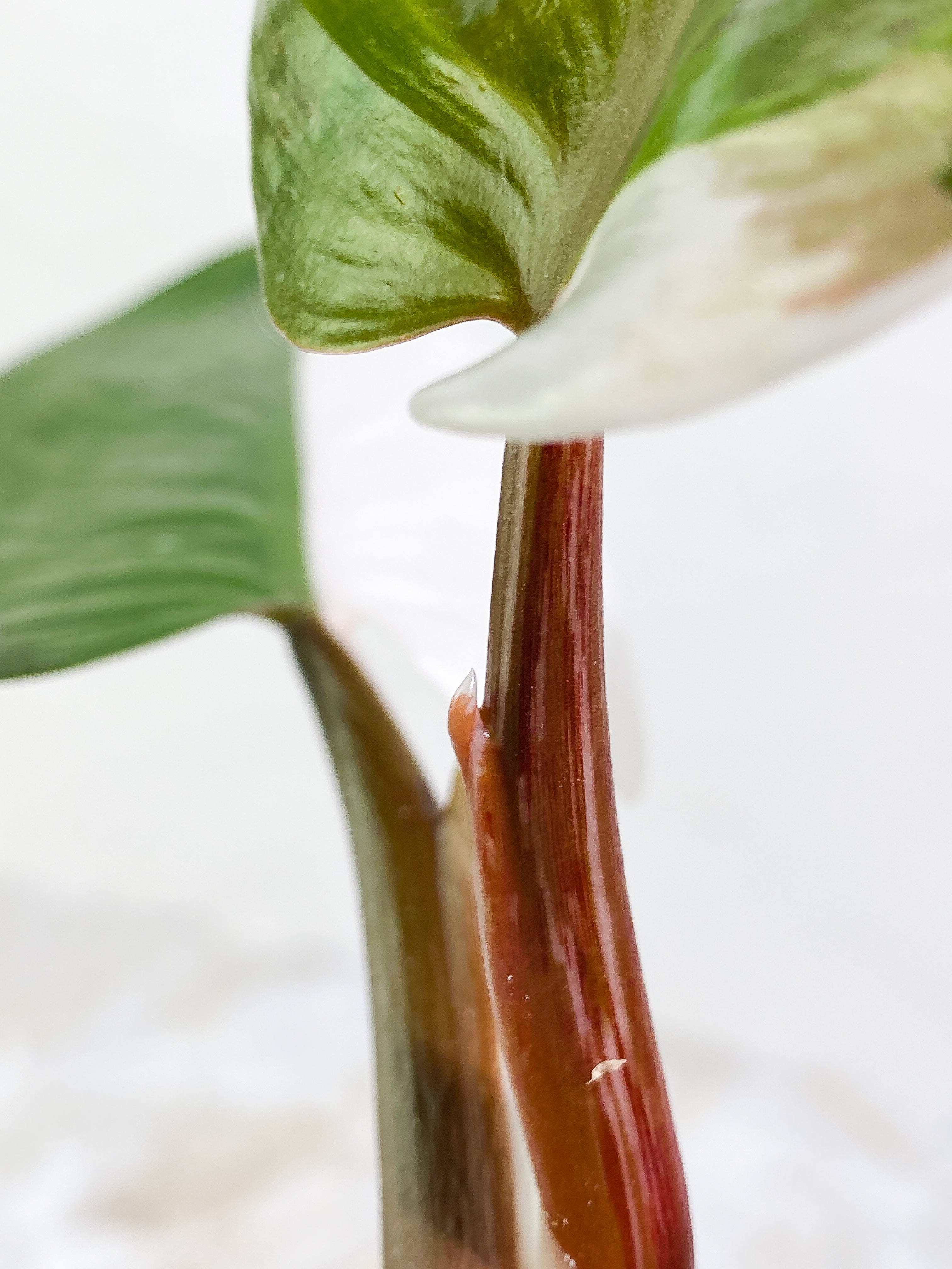 Philodendron White Knight tricolor Rooting Top Cutting 3 leaves half moon