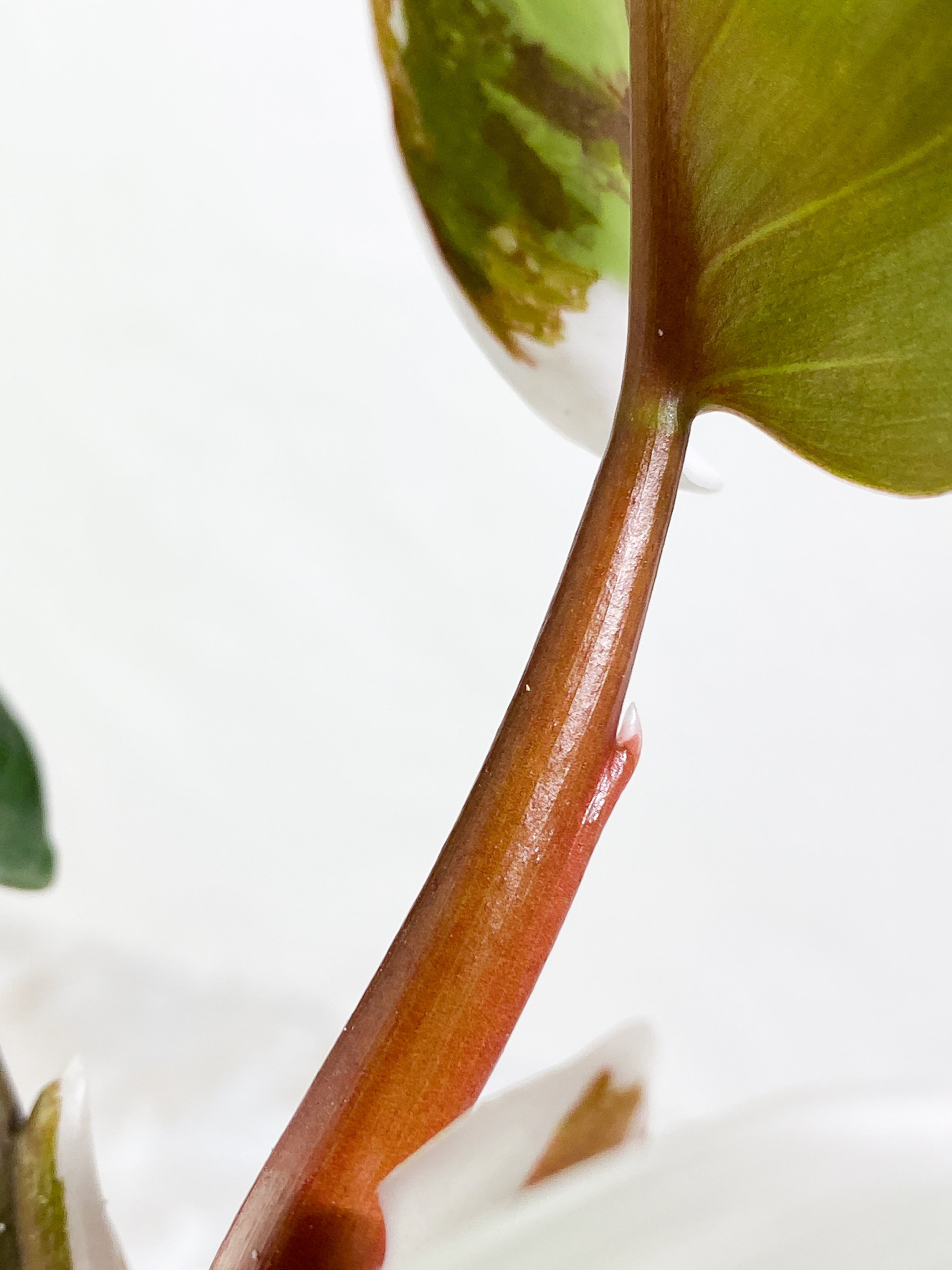 Philodendron White Knight tricolor Rooting Top Cutting 3 leaves half moon