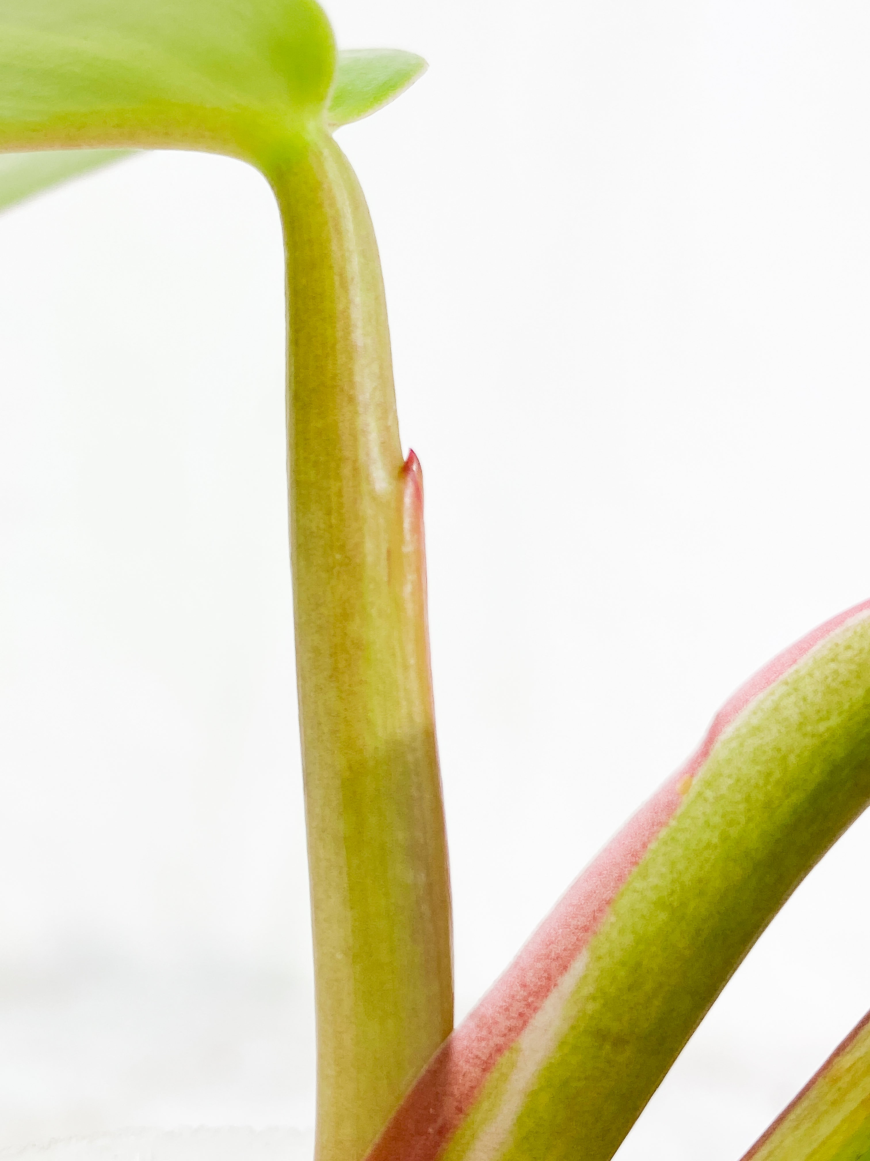 Philodendron white princess rooted 3 leaves