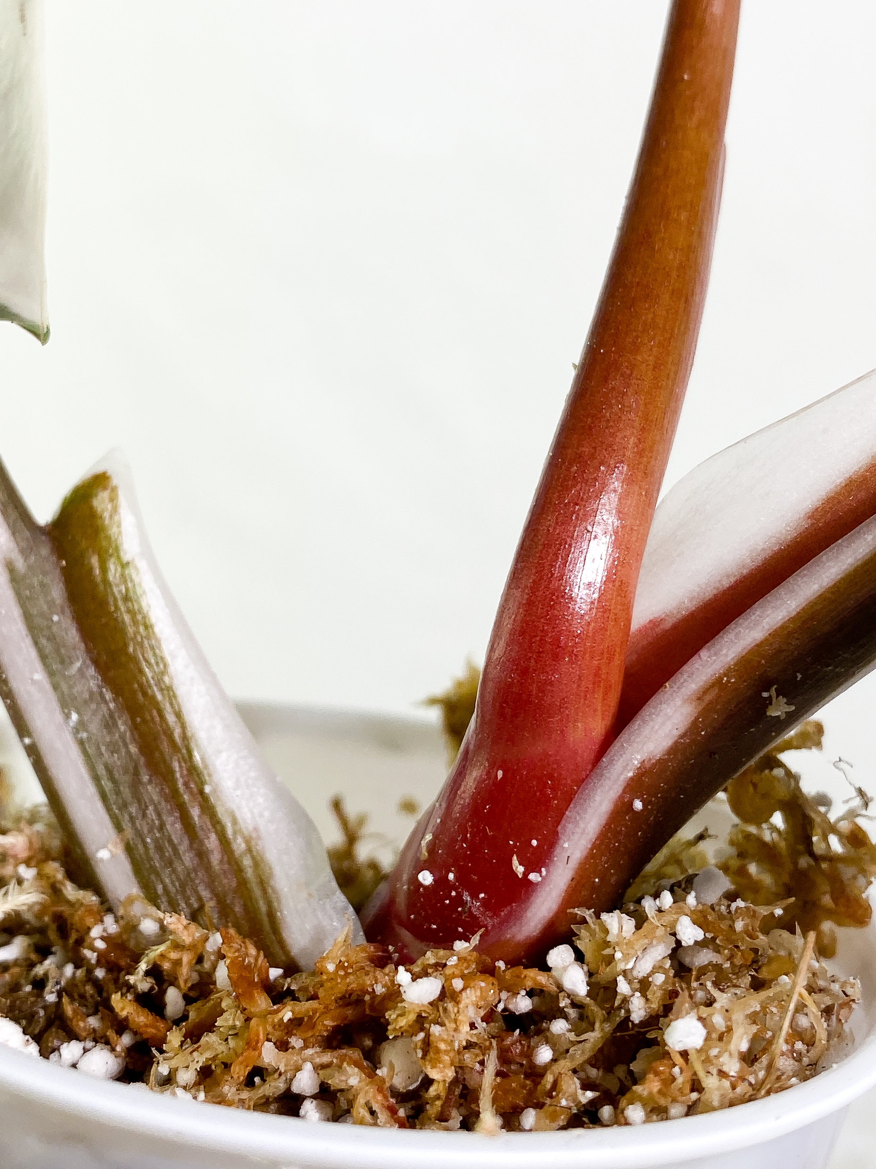 Philodendron White Knight tricolor Rooting Top Cutting 3 leaves half moon